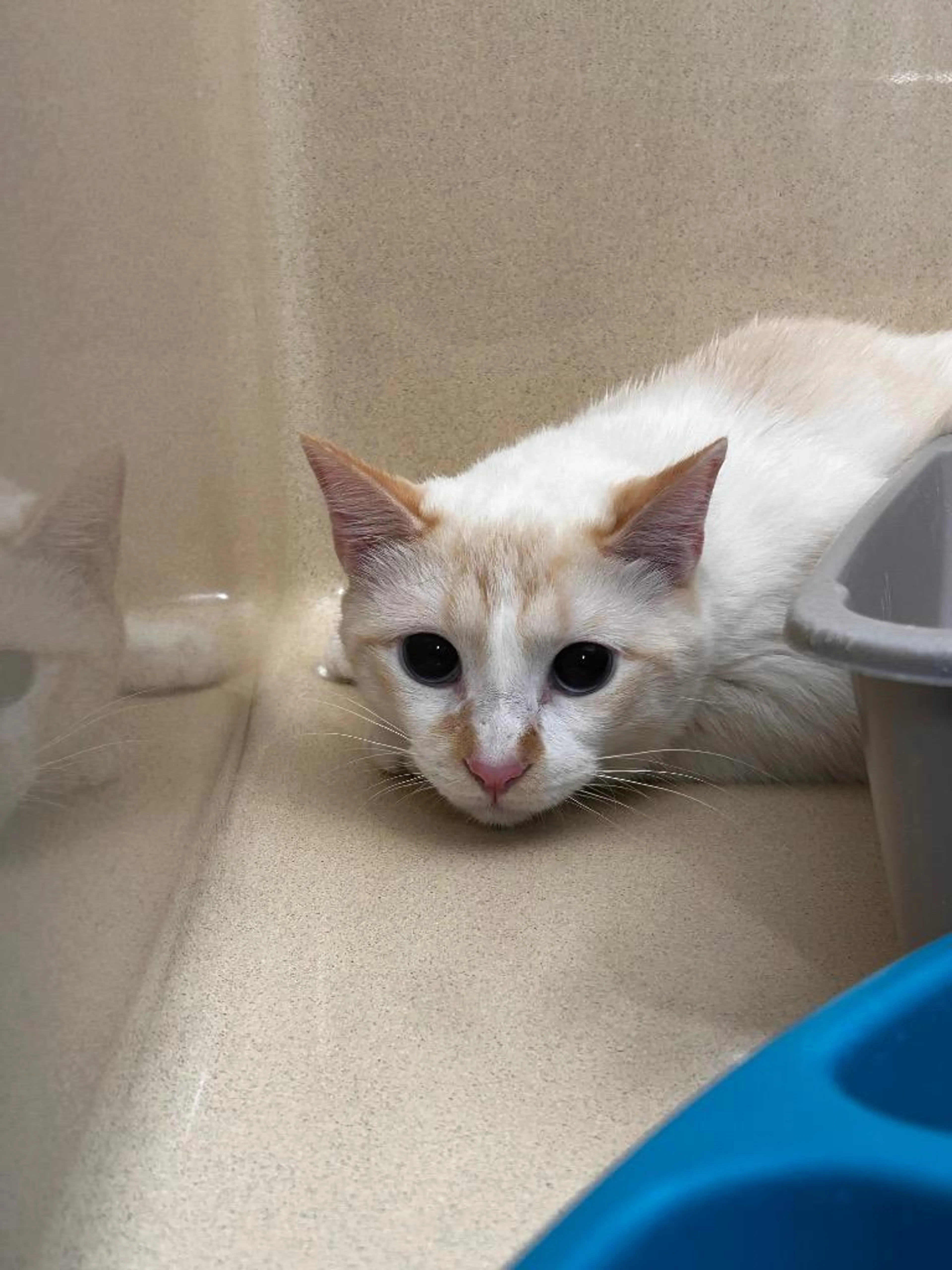 Found pet-1