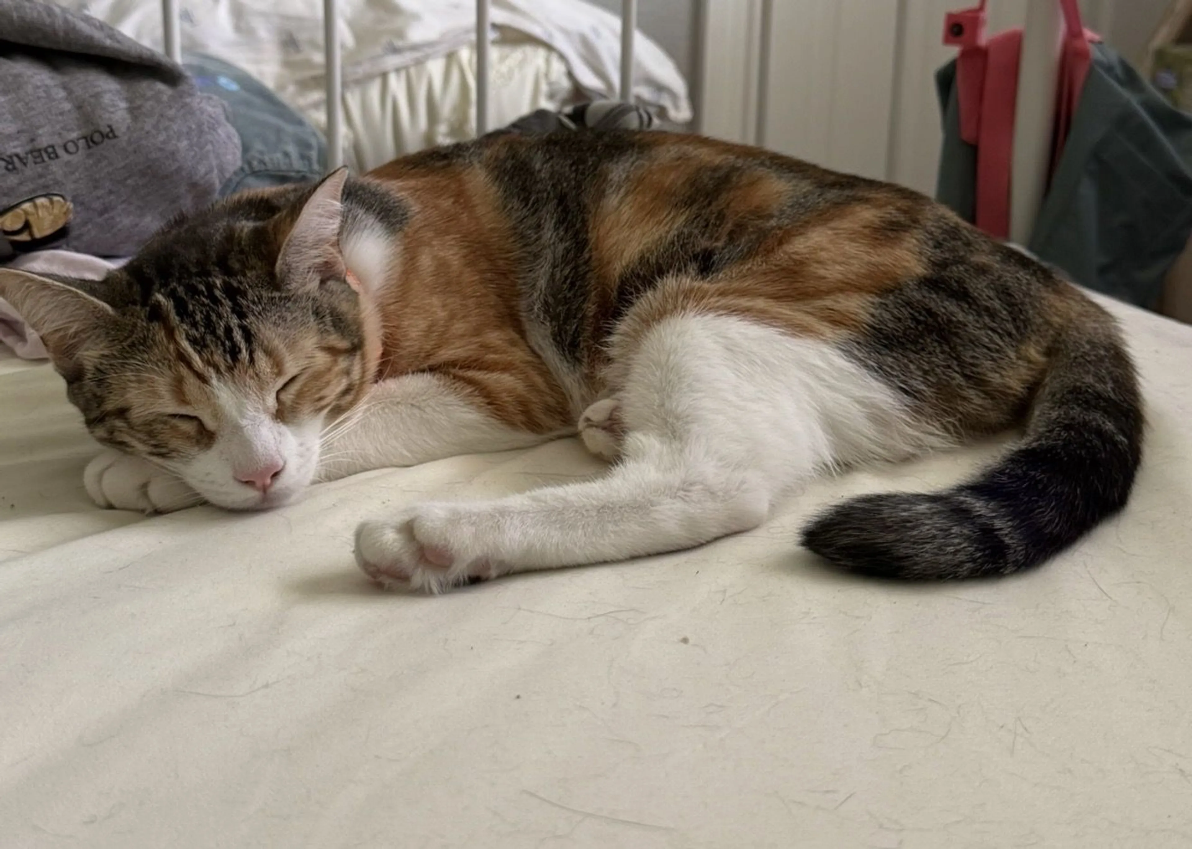 Lost pet