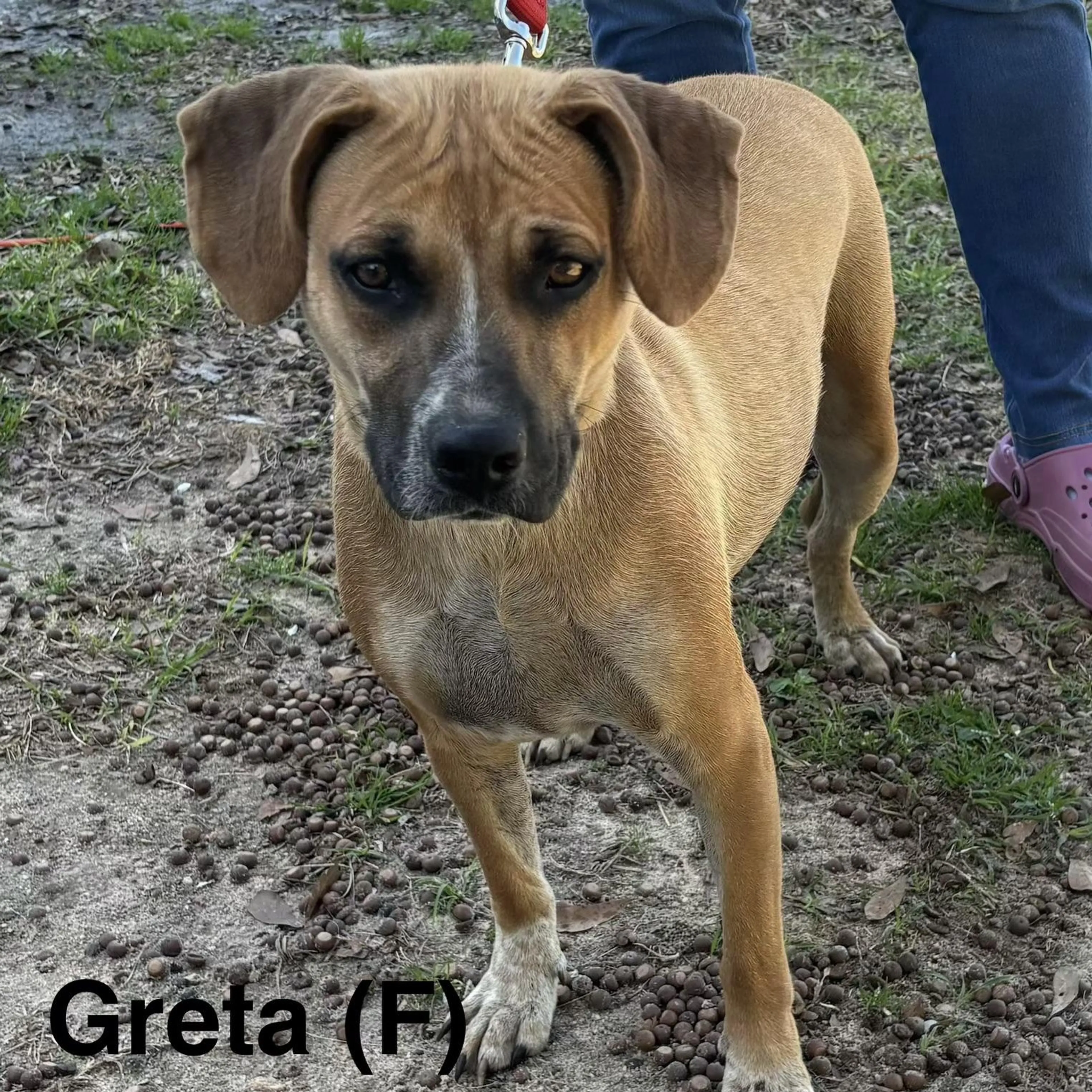 Found pet