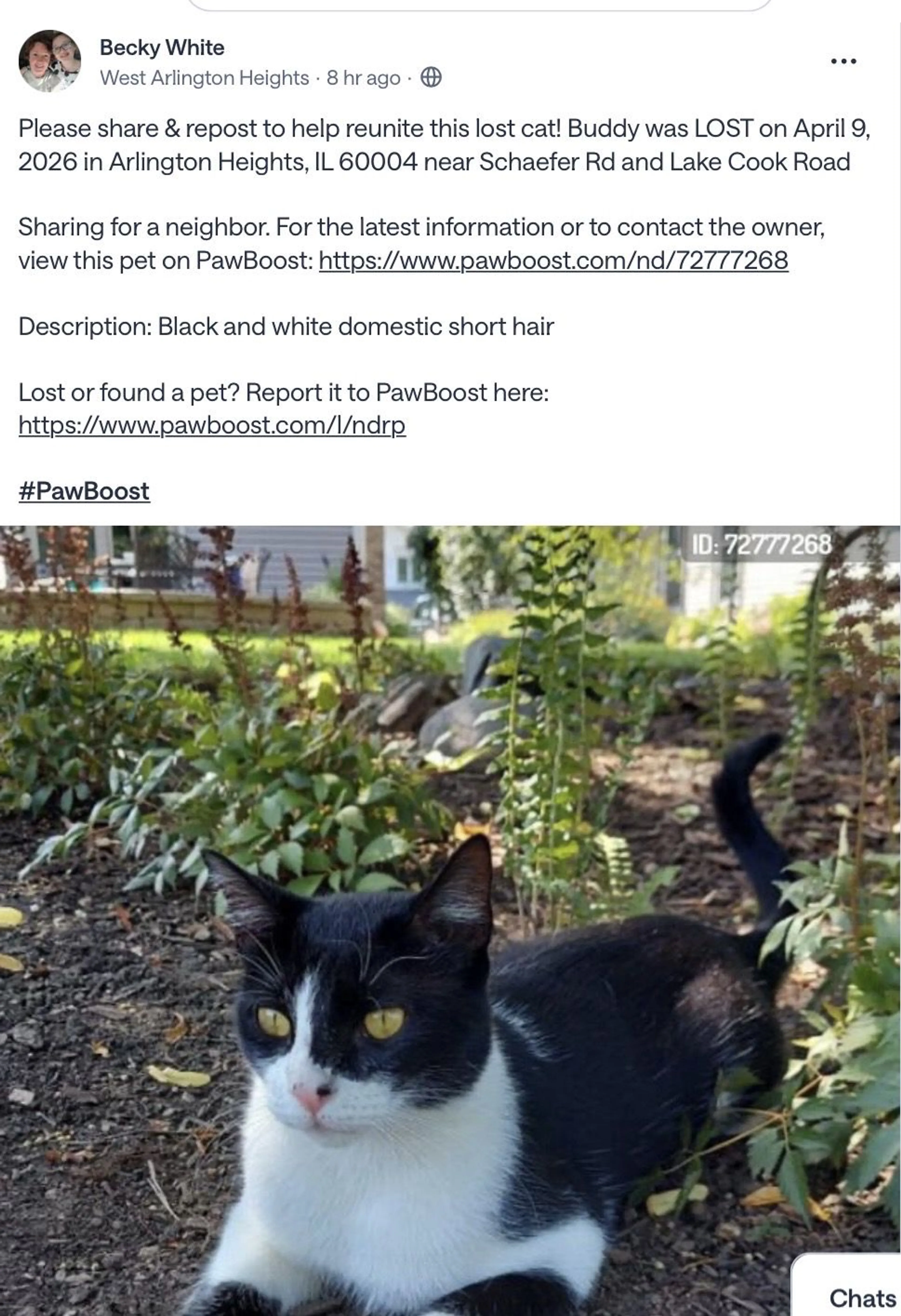Lost pet