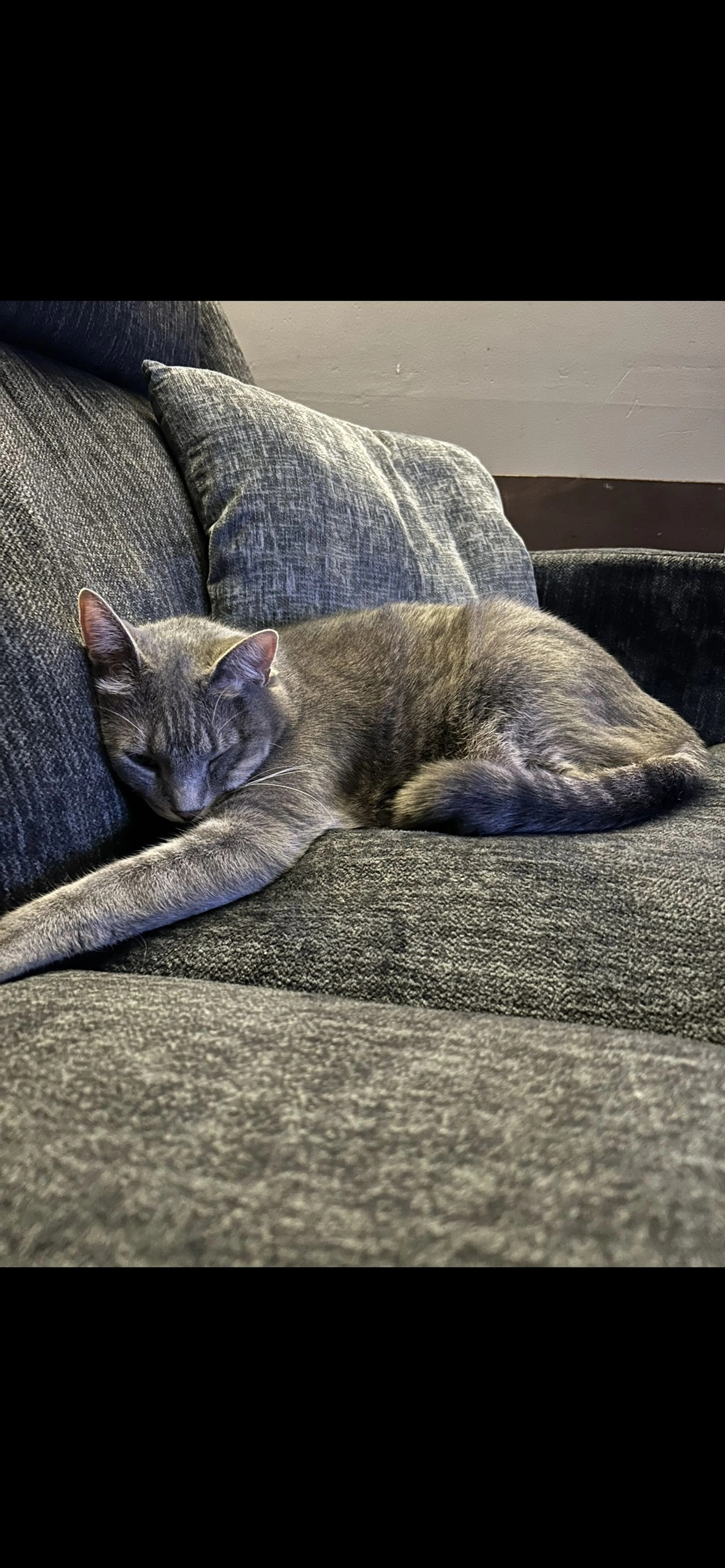 Lost pet-3