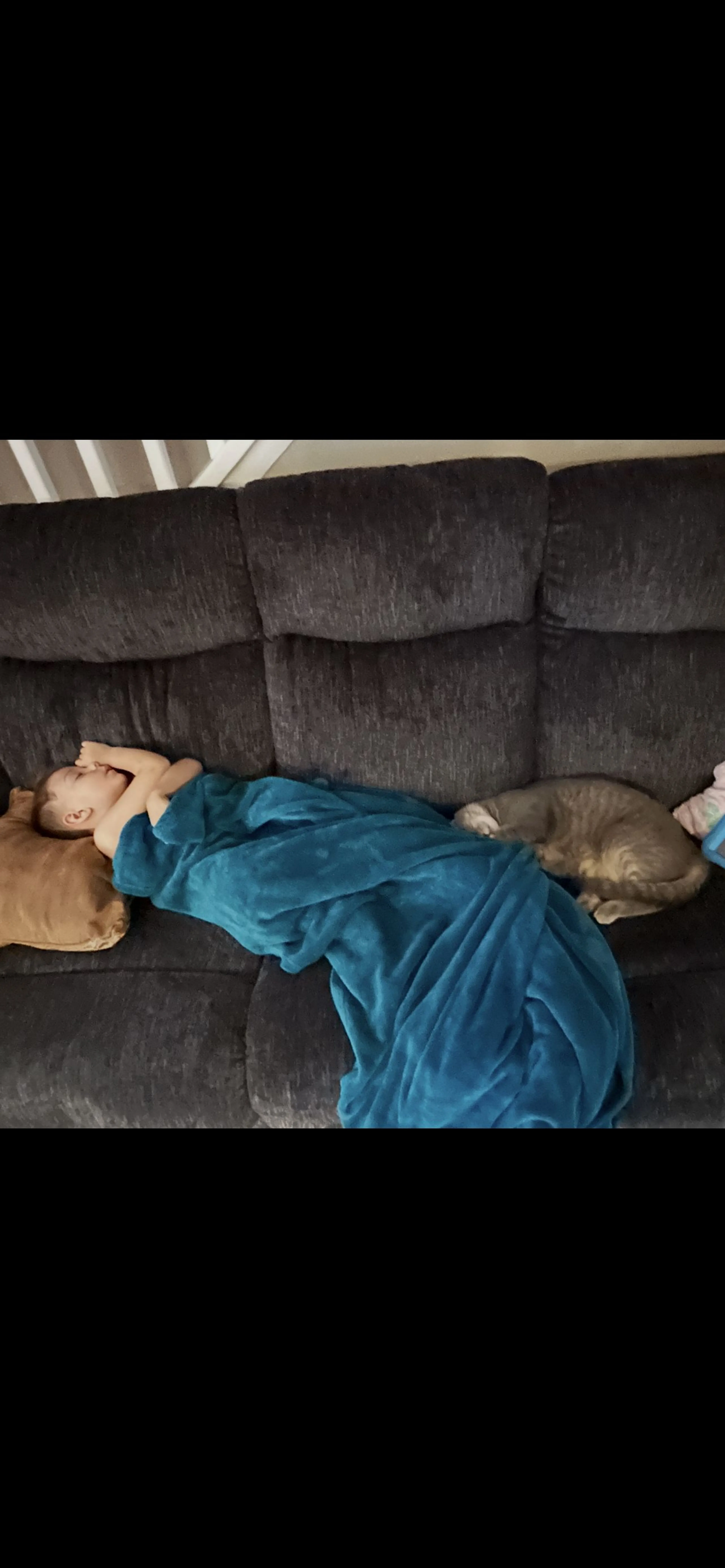 Lost pet-1