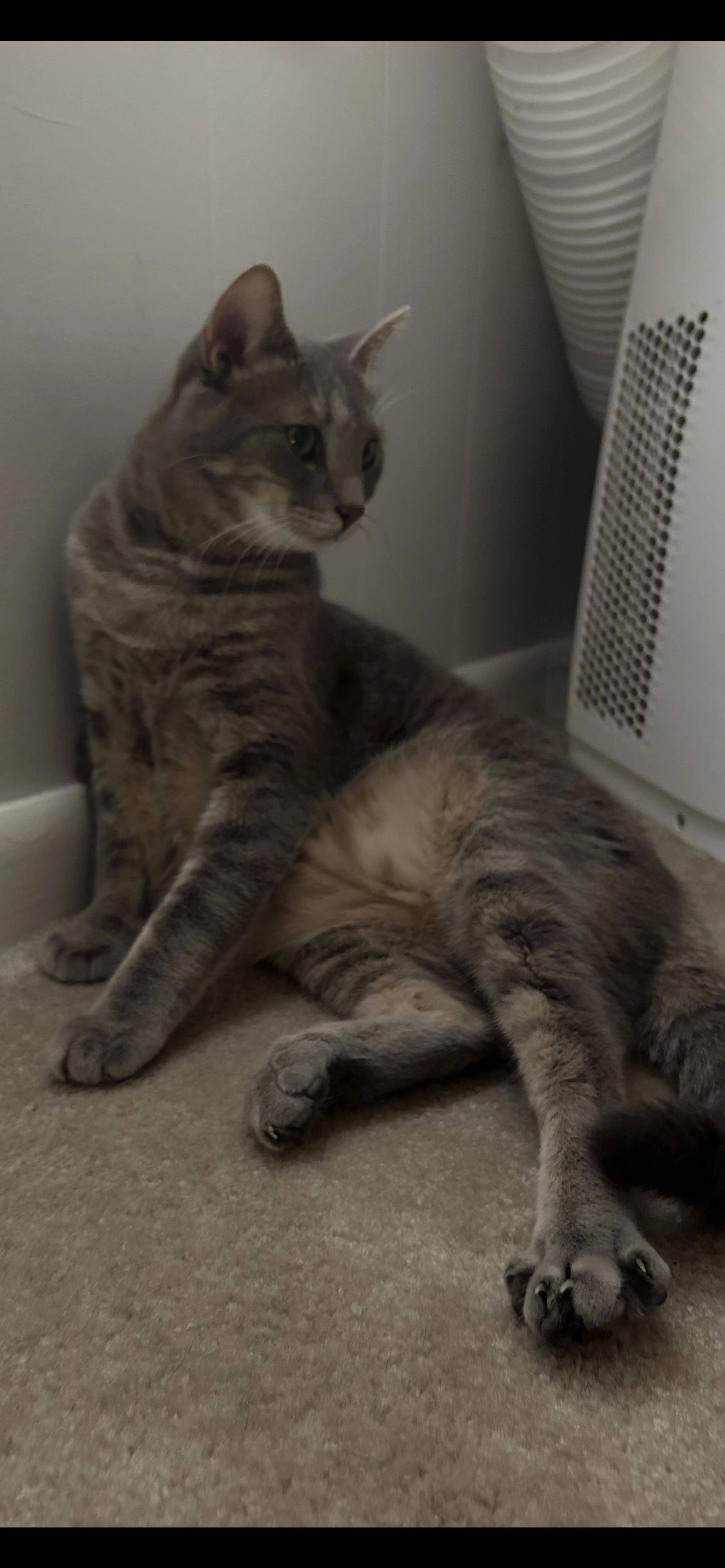 Lost pet-0