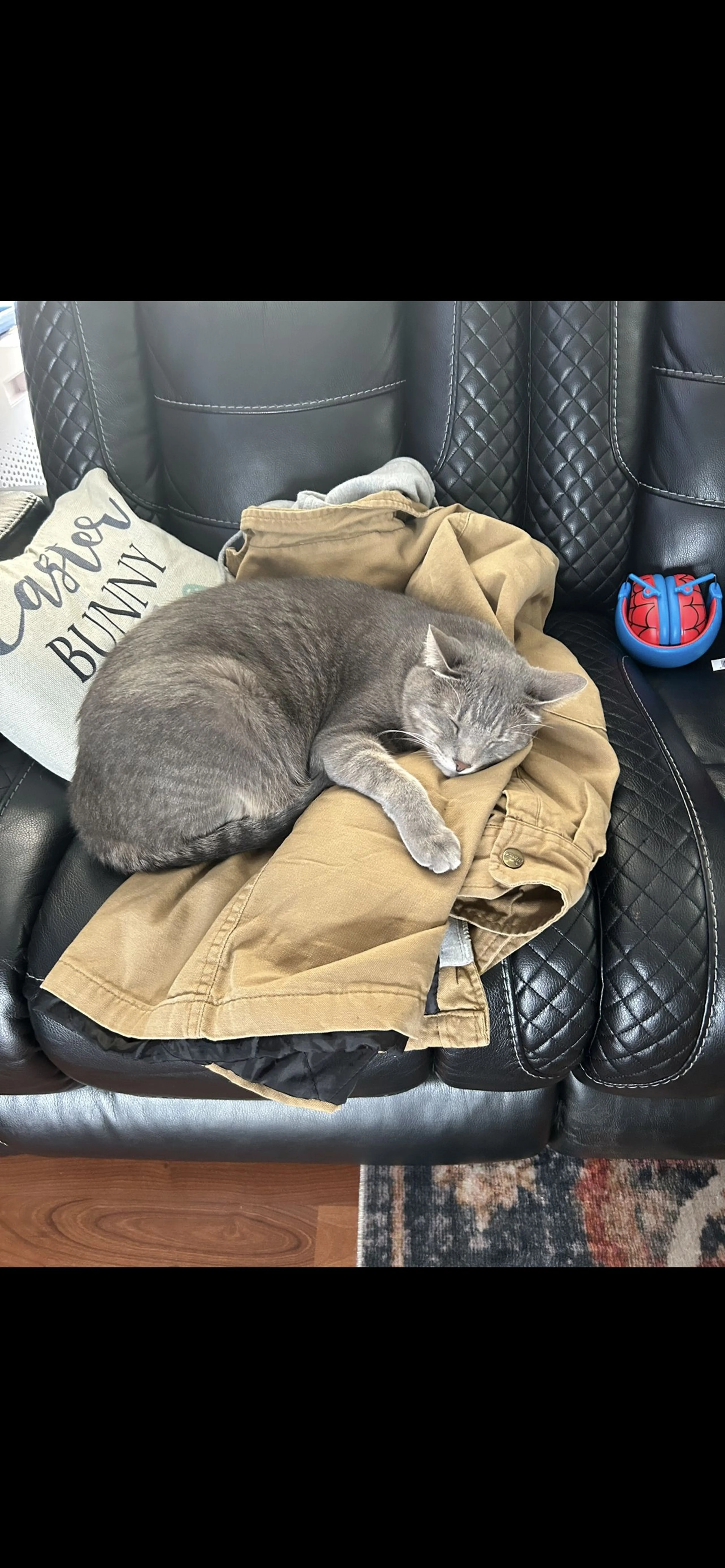 Lost pet-4