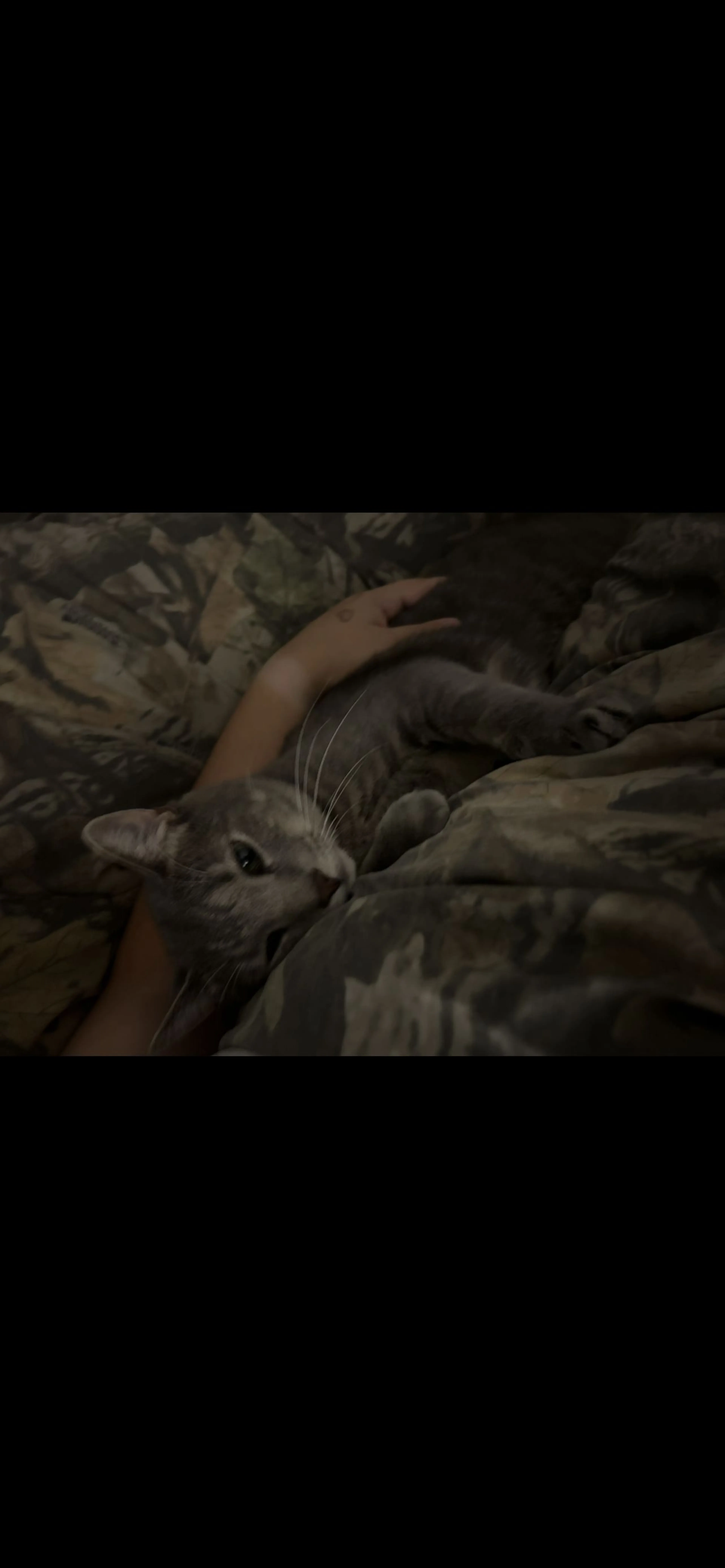 Lost pet-2
