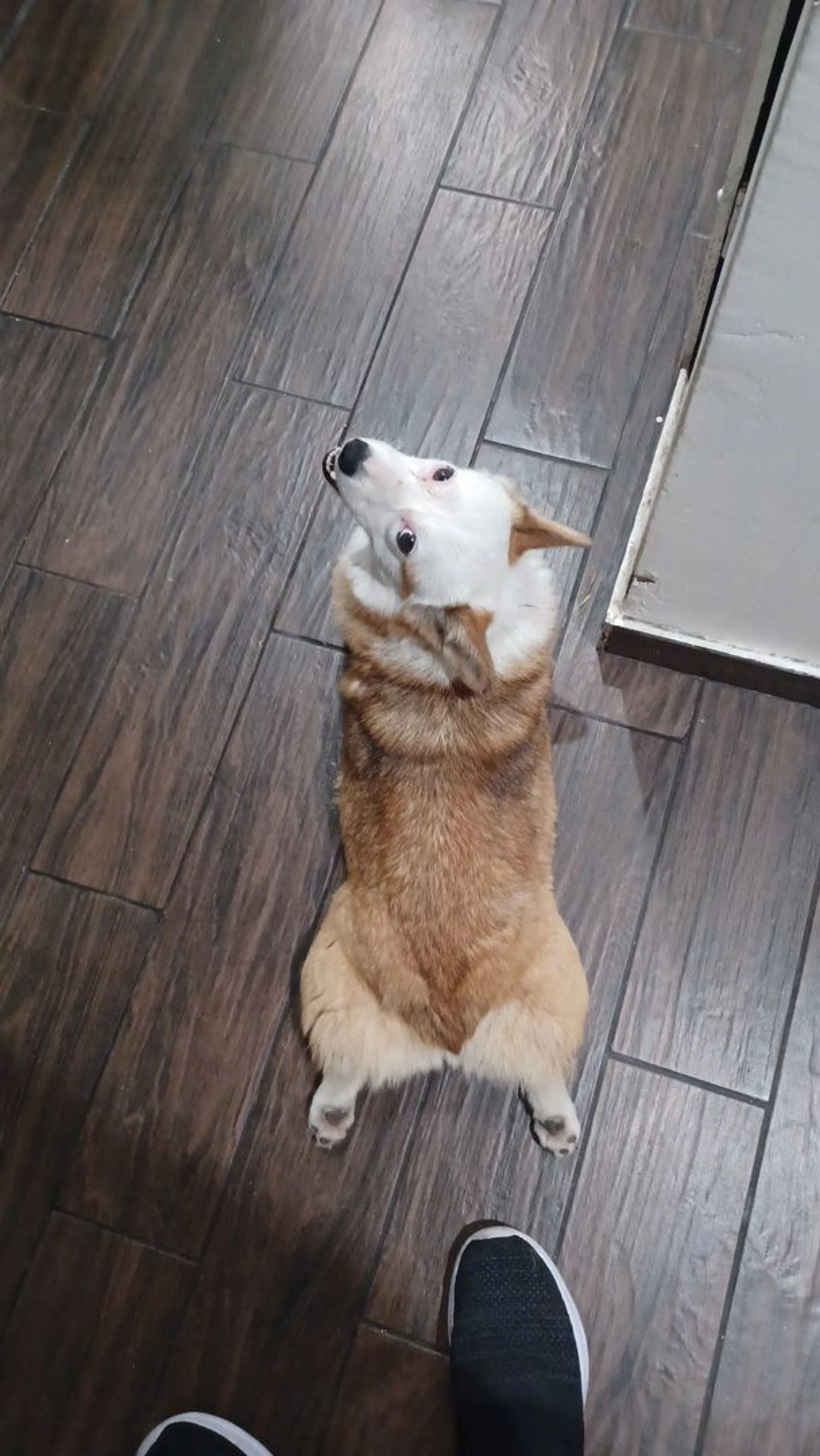 Lost pet