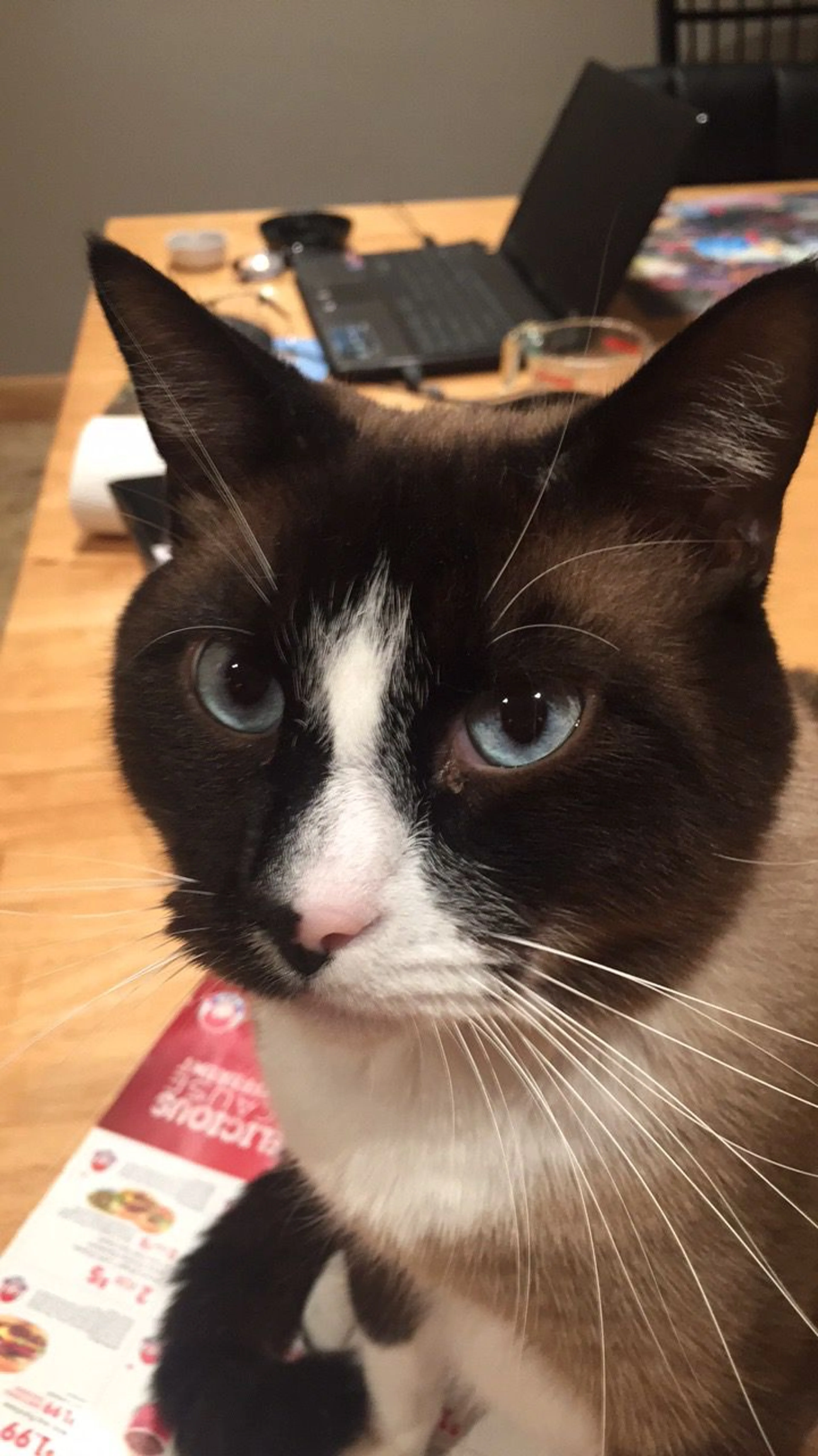 Lost pet-1