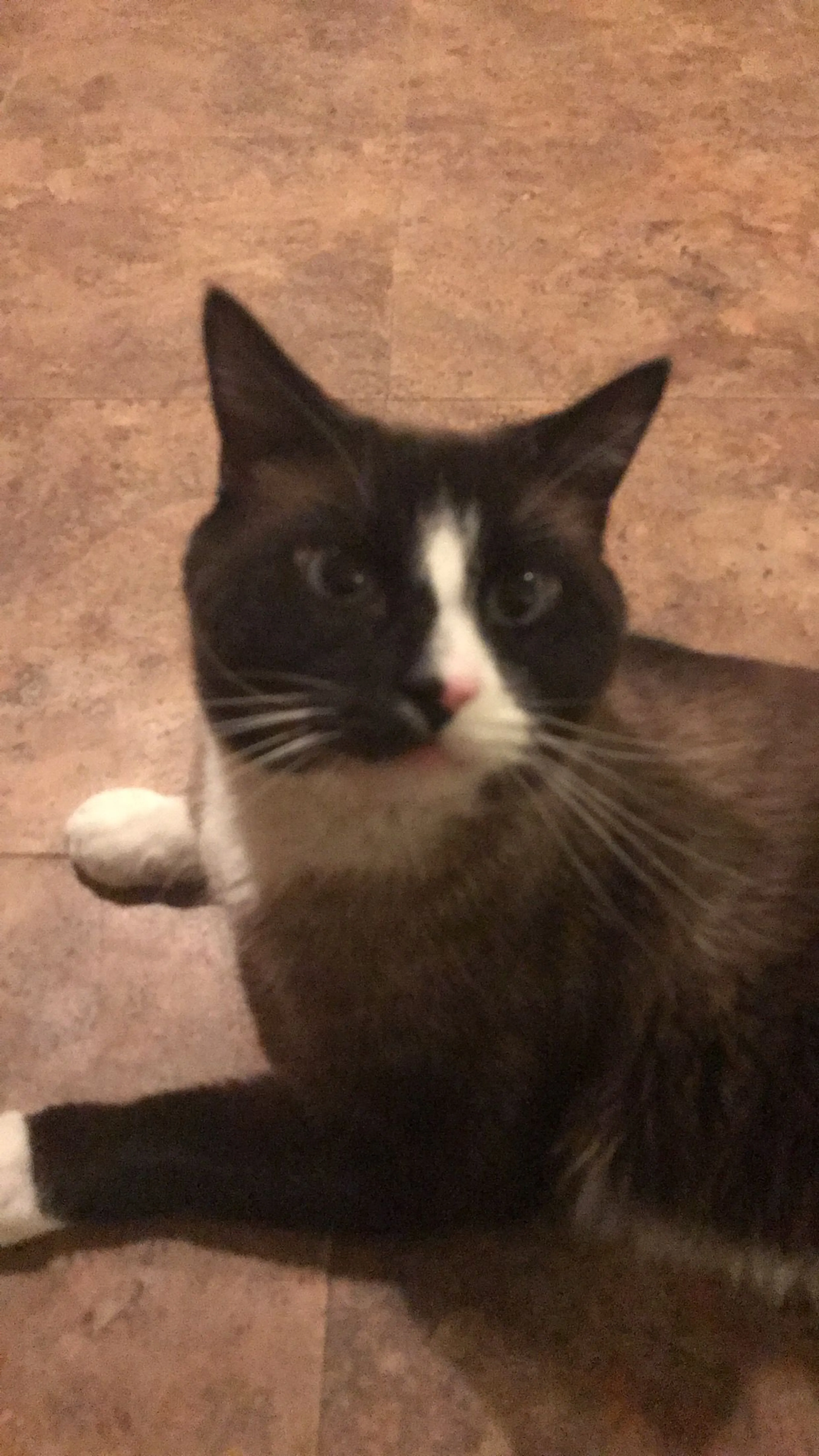 Lost pet-0