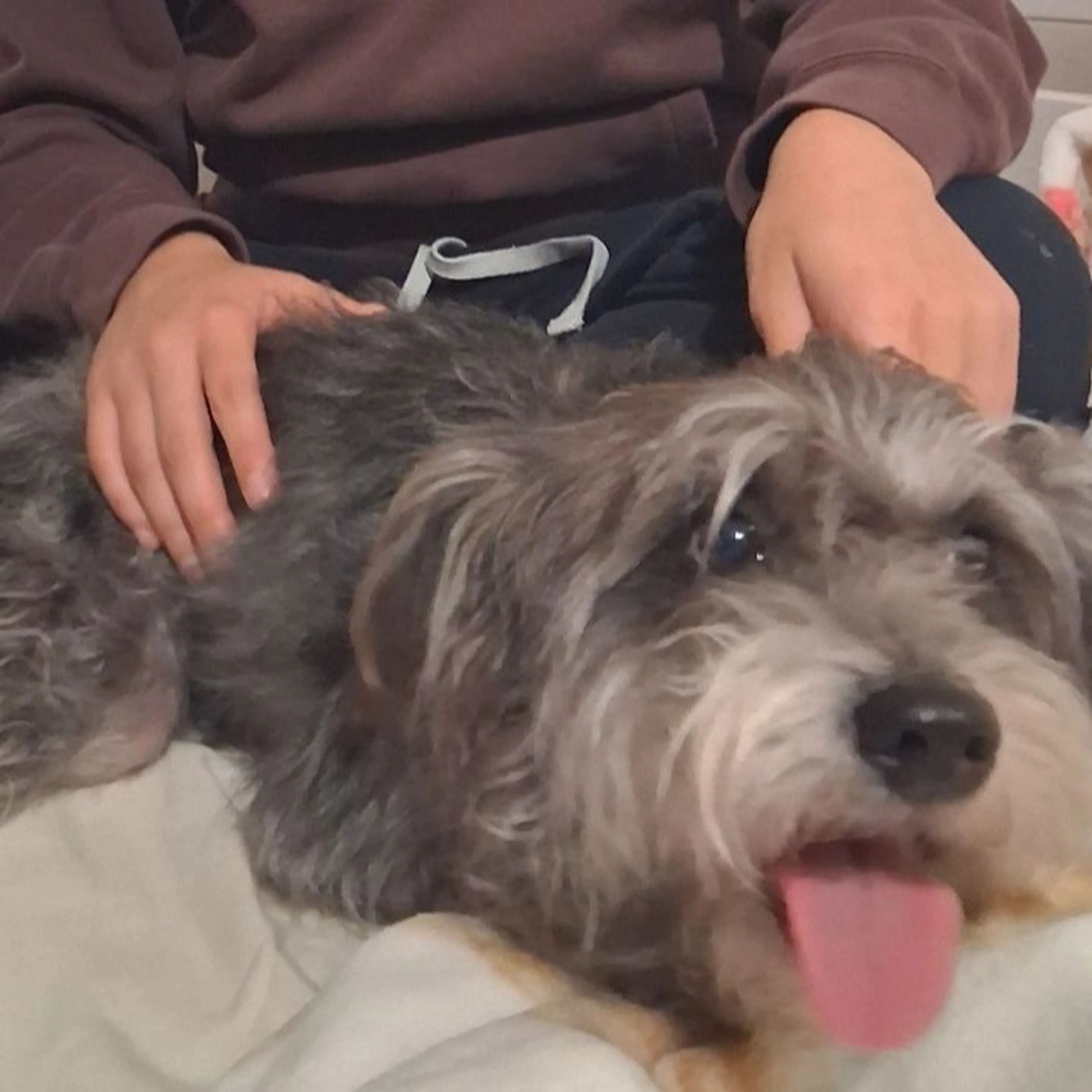 Found pet