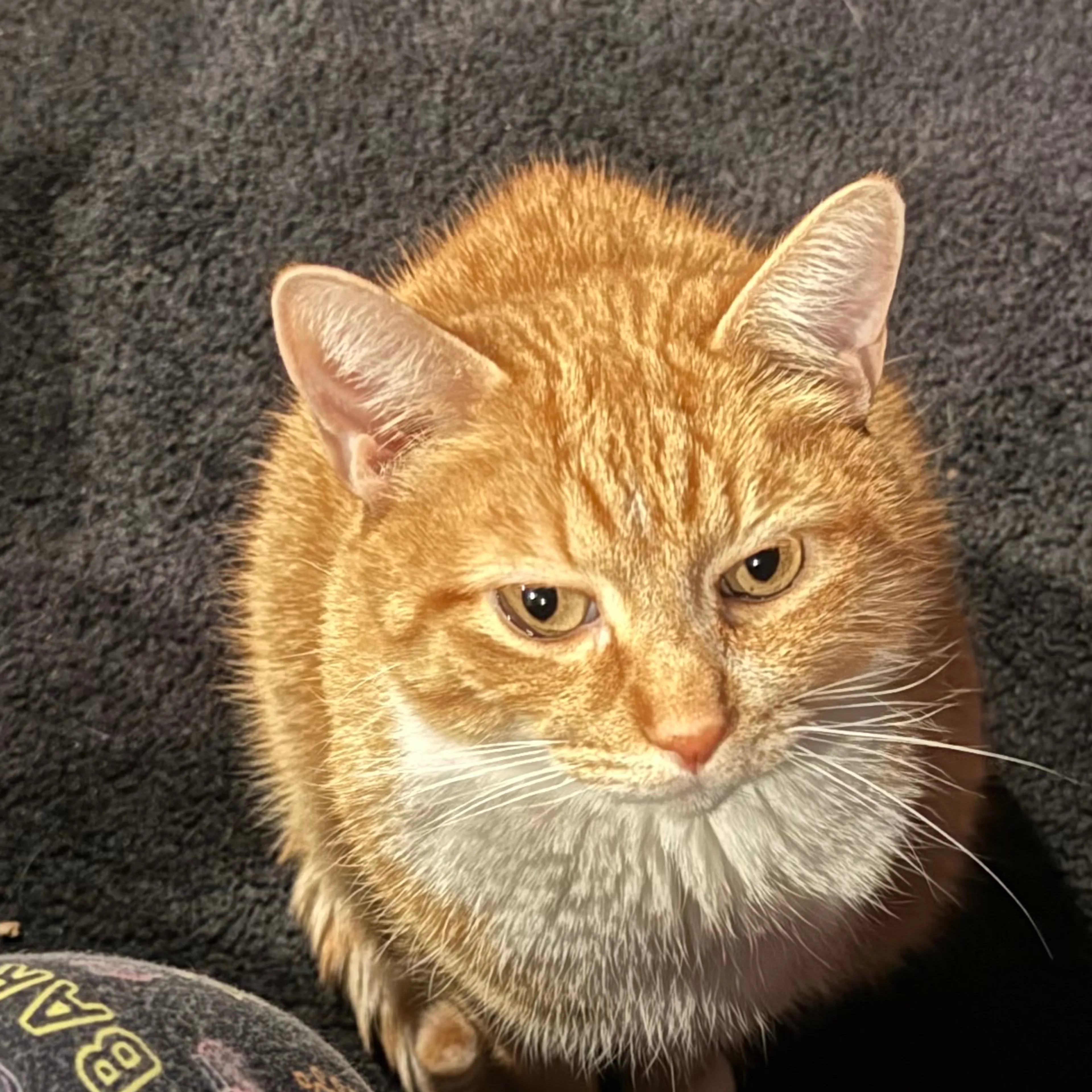 Lost pet-2