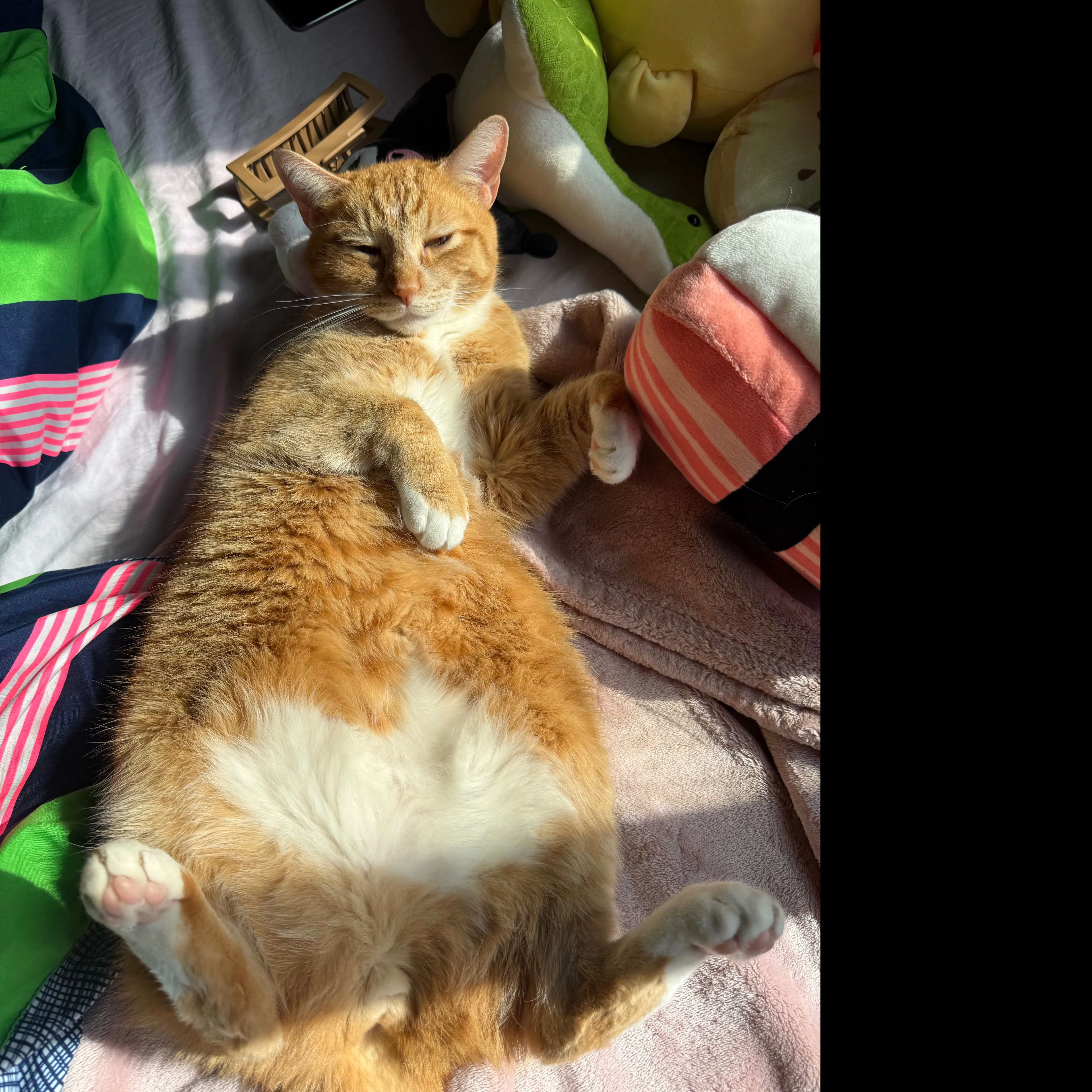 Lost pet-3