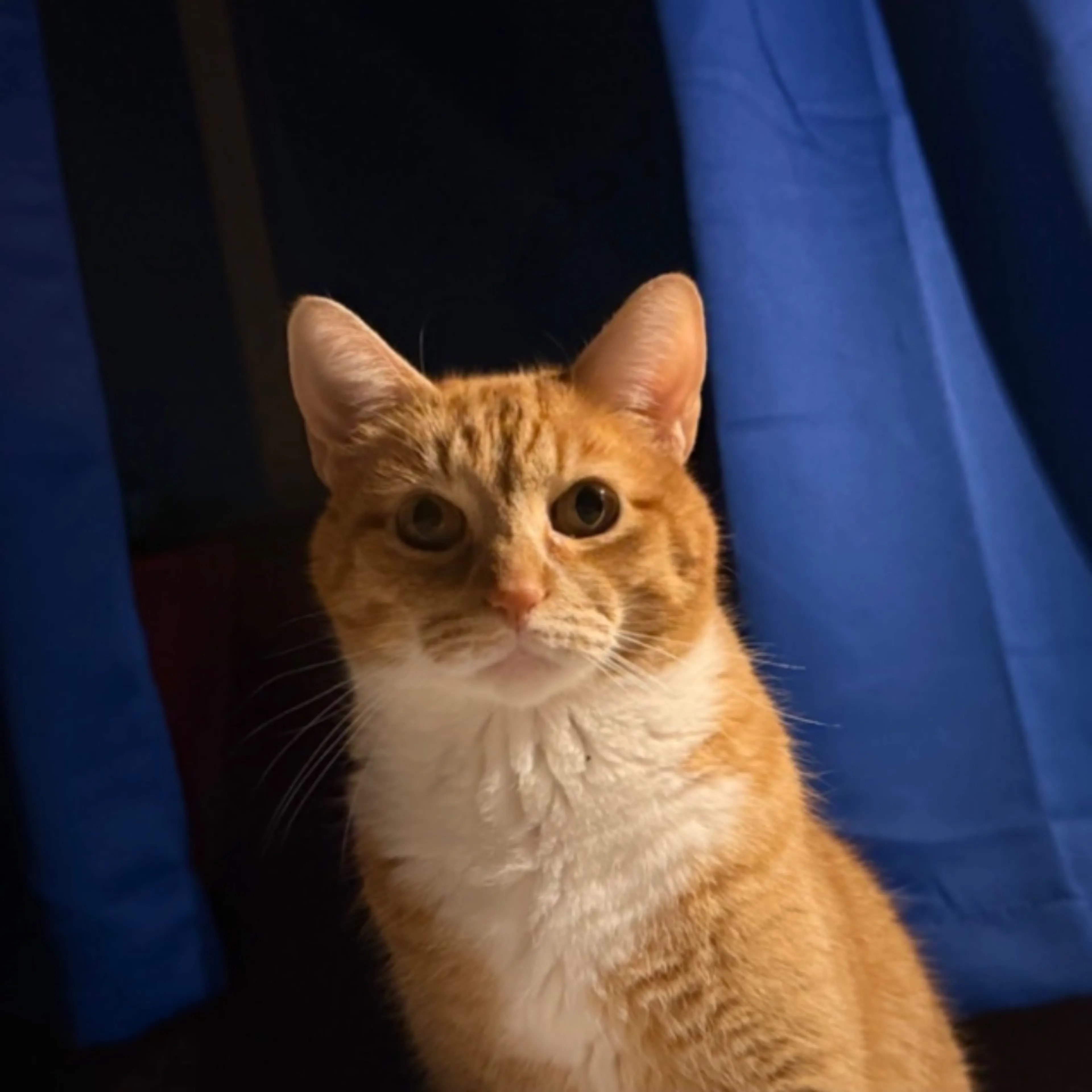 Lost pet-0
