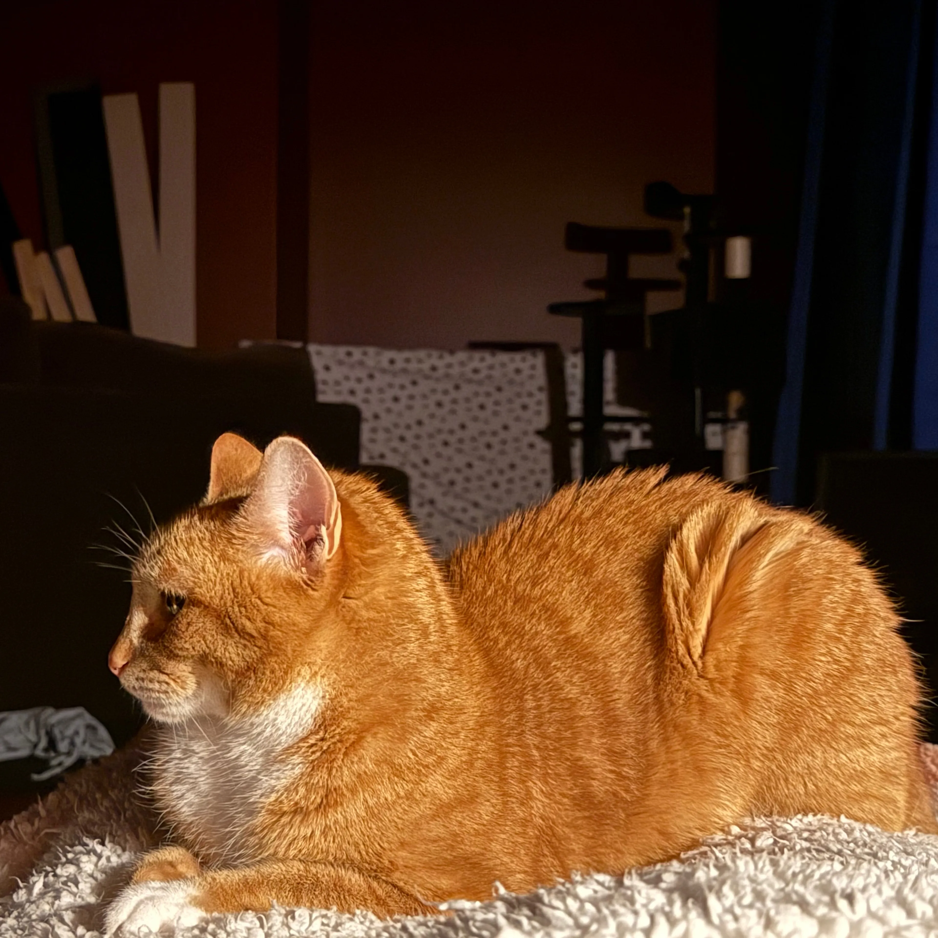 Lost pet-1