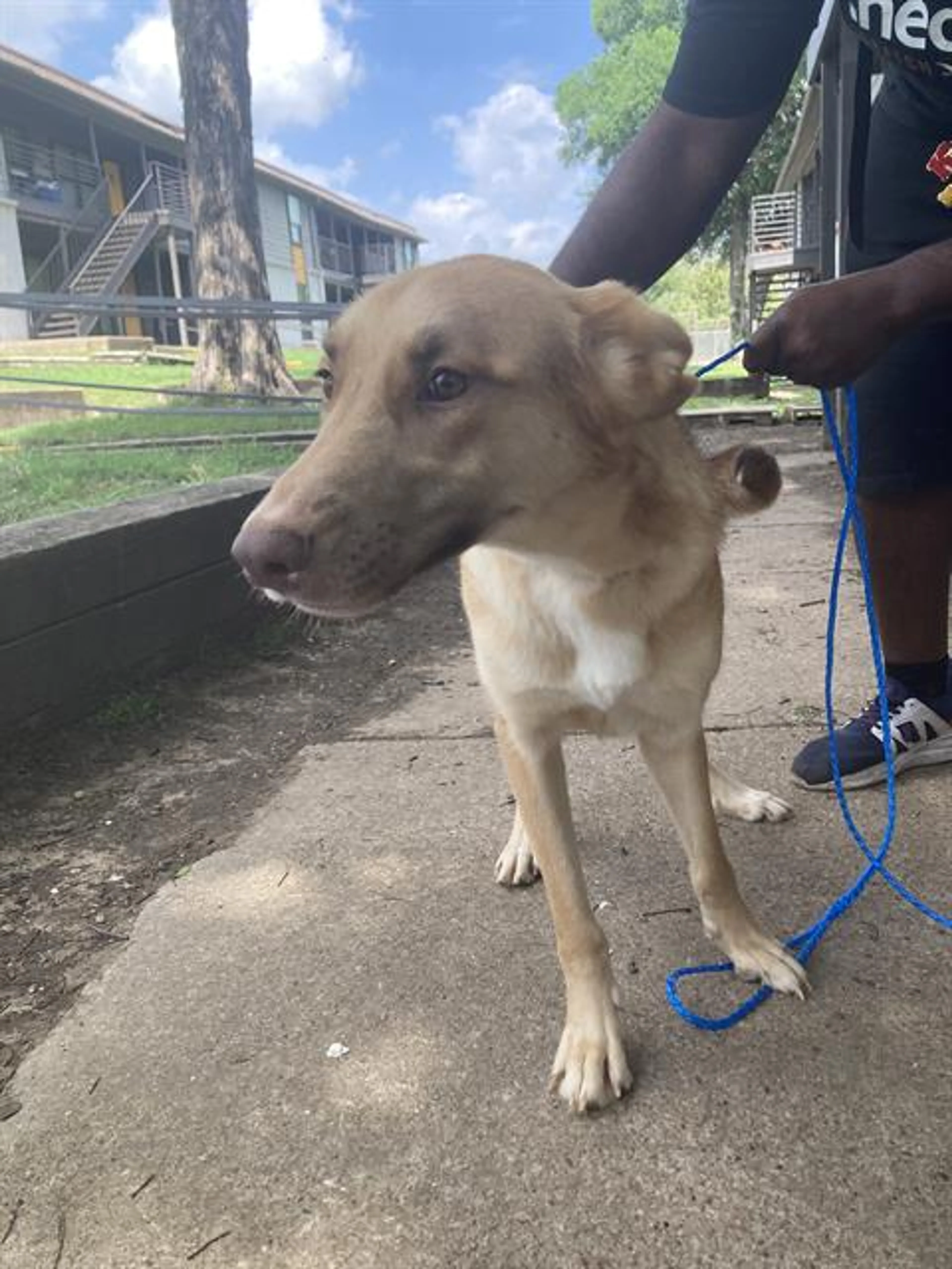 Found pet