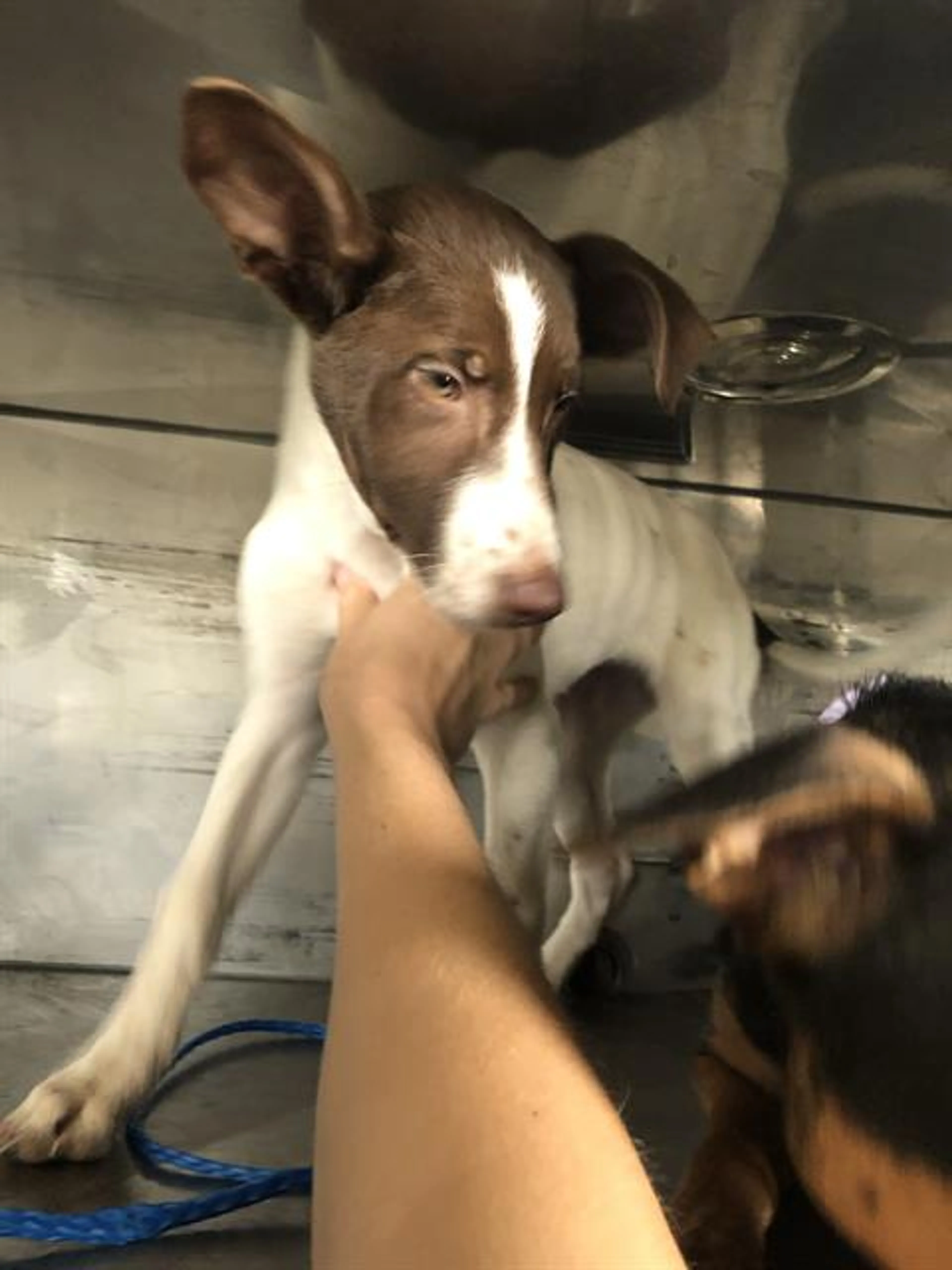 Found pet