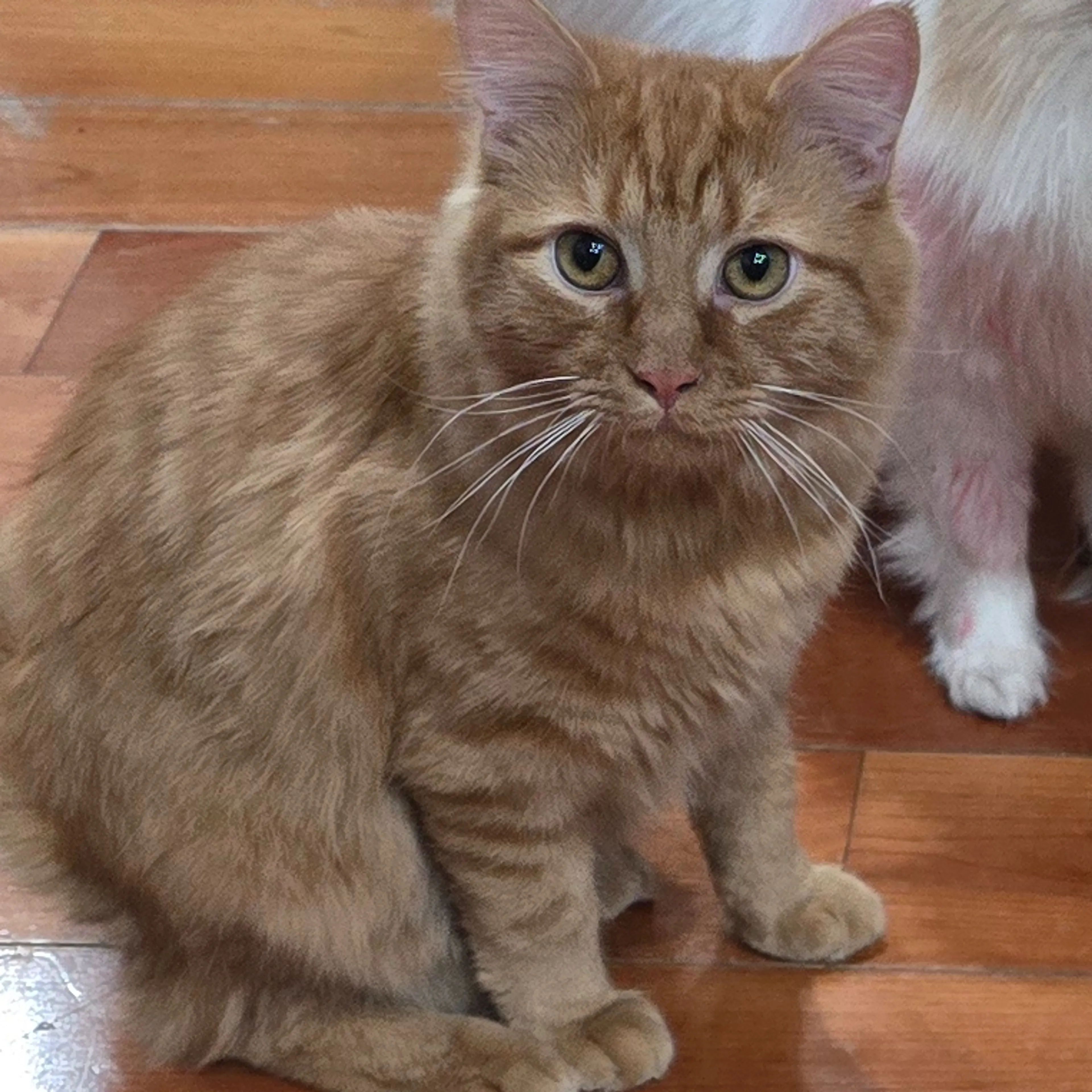 Lost pet-2