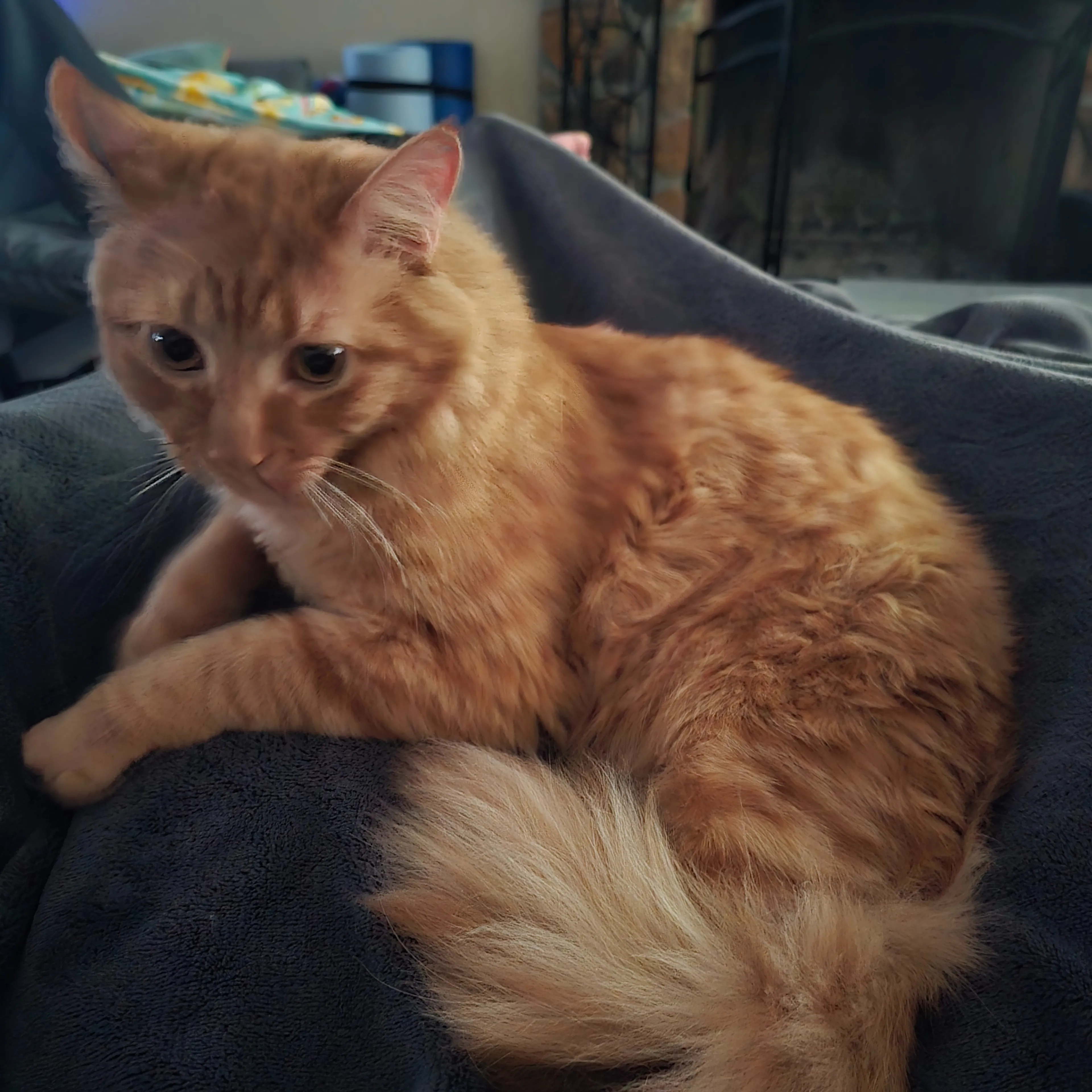 Lost pet-3