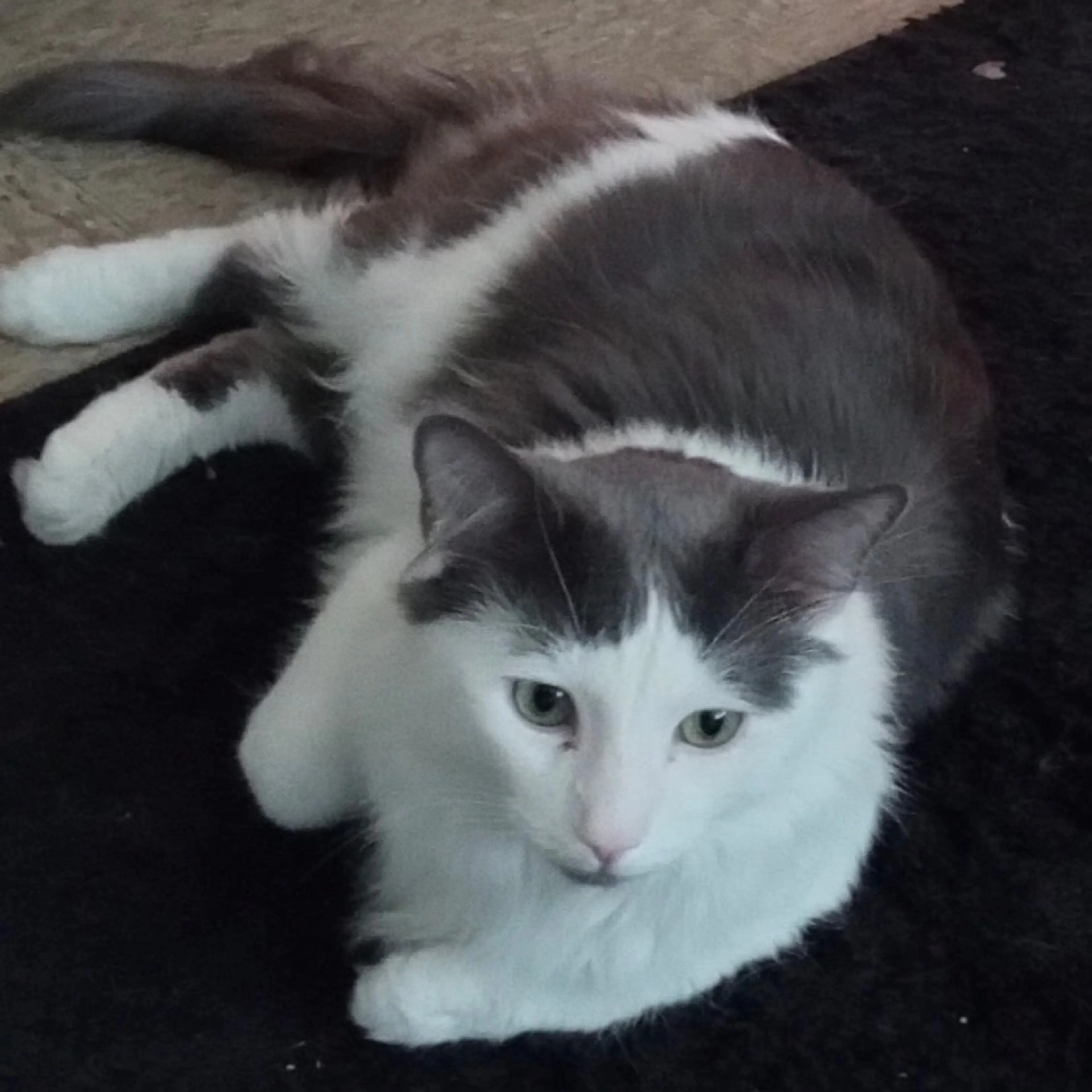 Lost pet-0