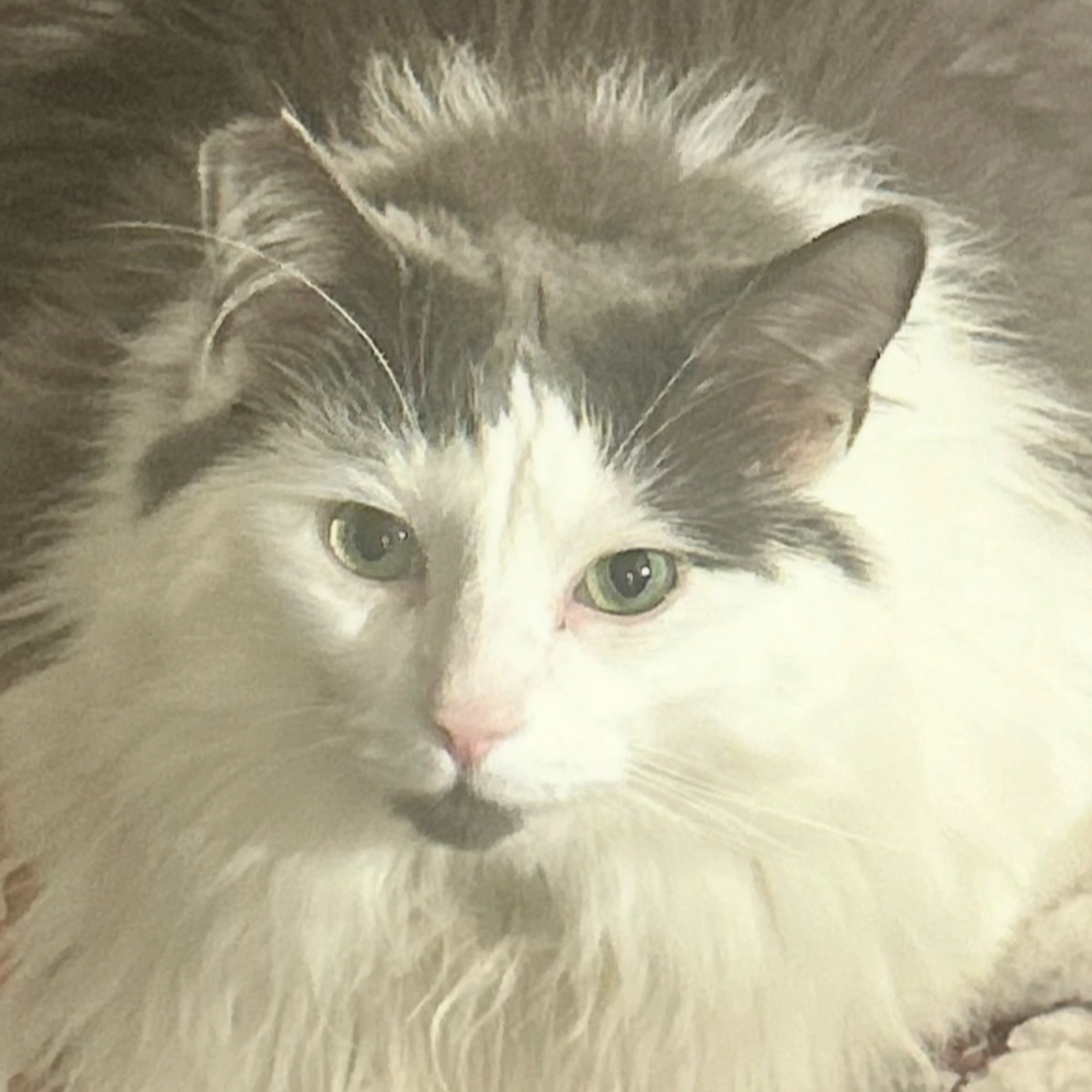 Lost pet-1