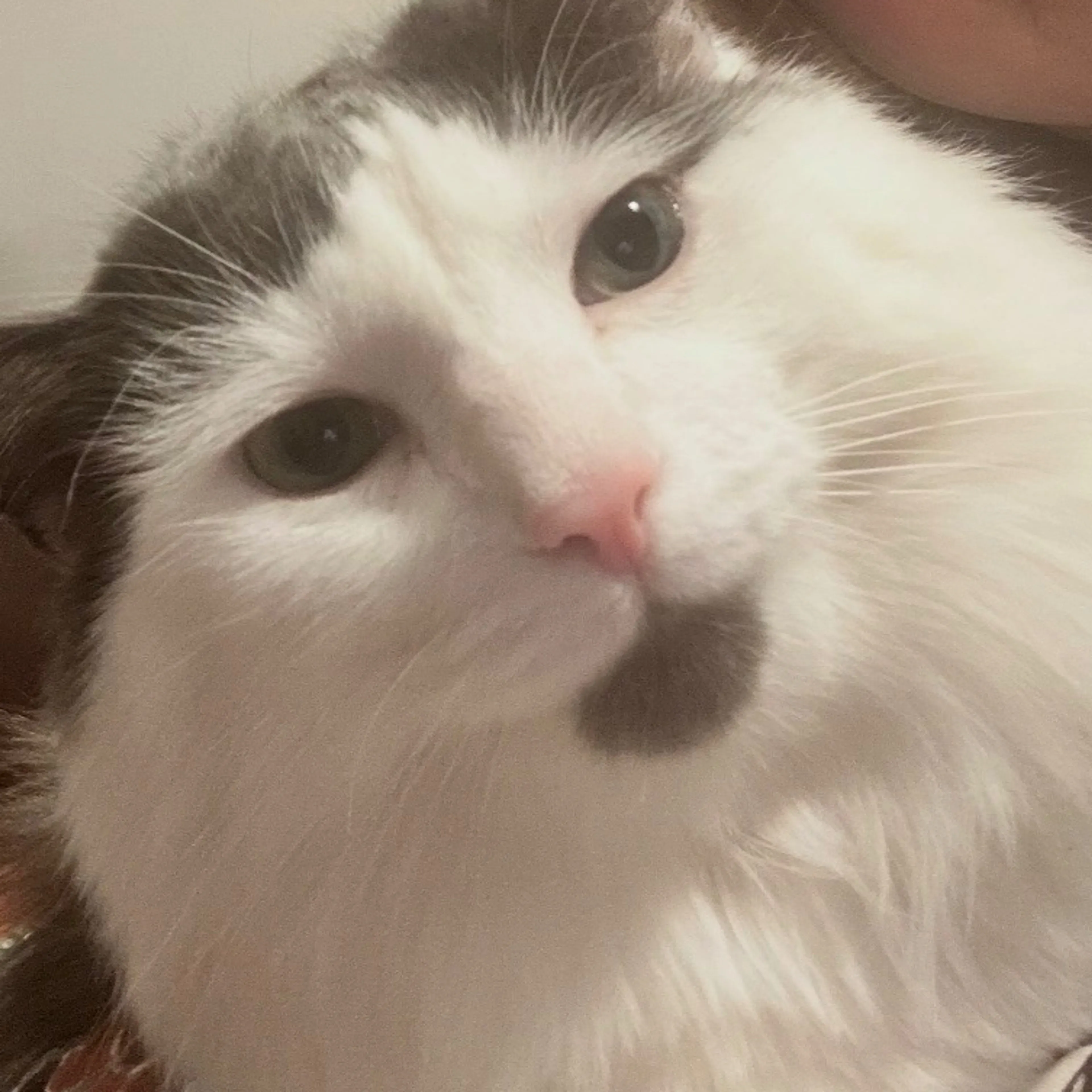 Lost pet-2