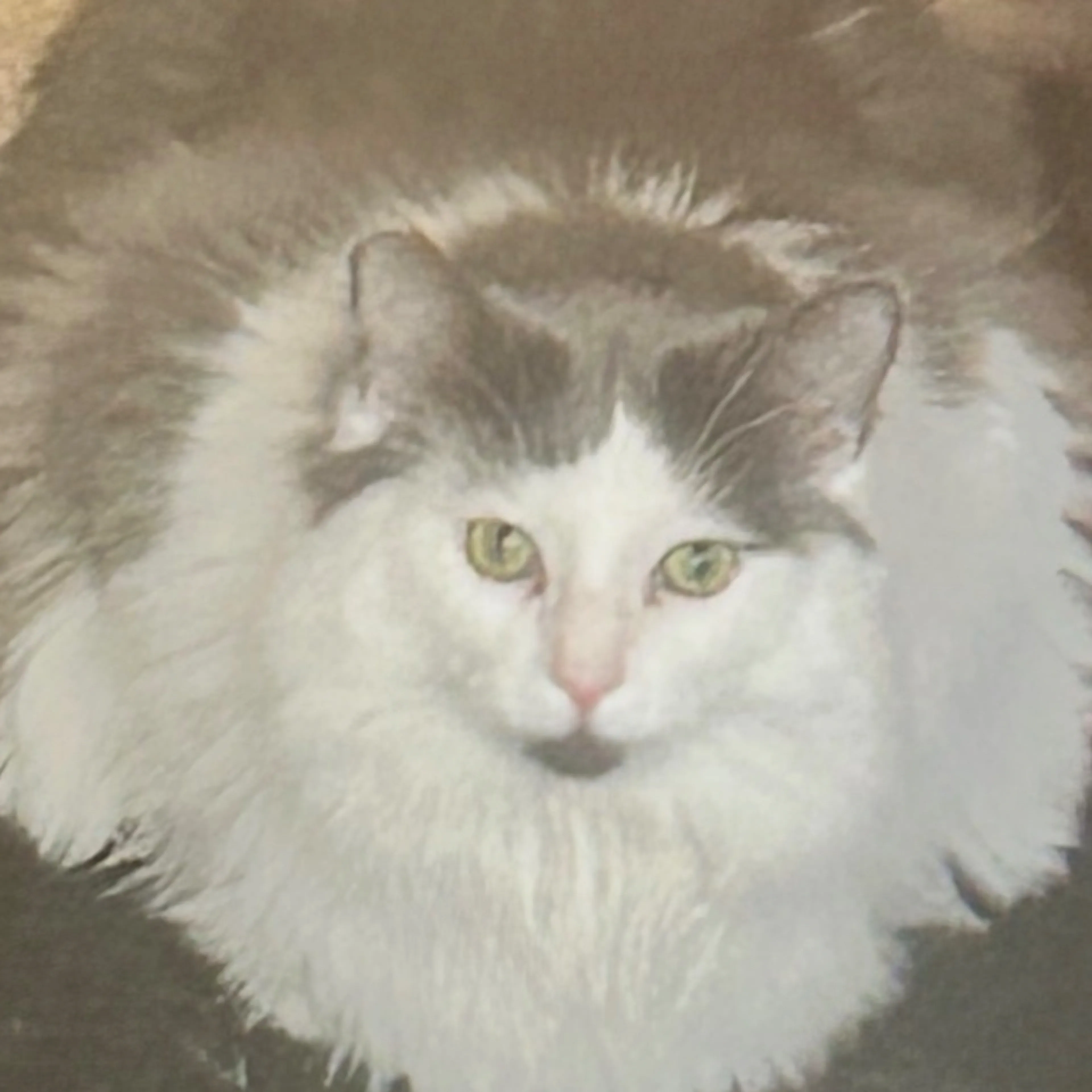 Lost pet-3