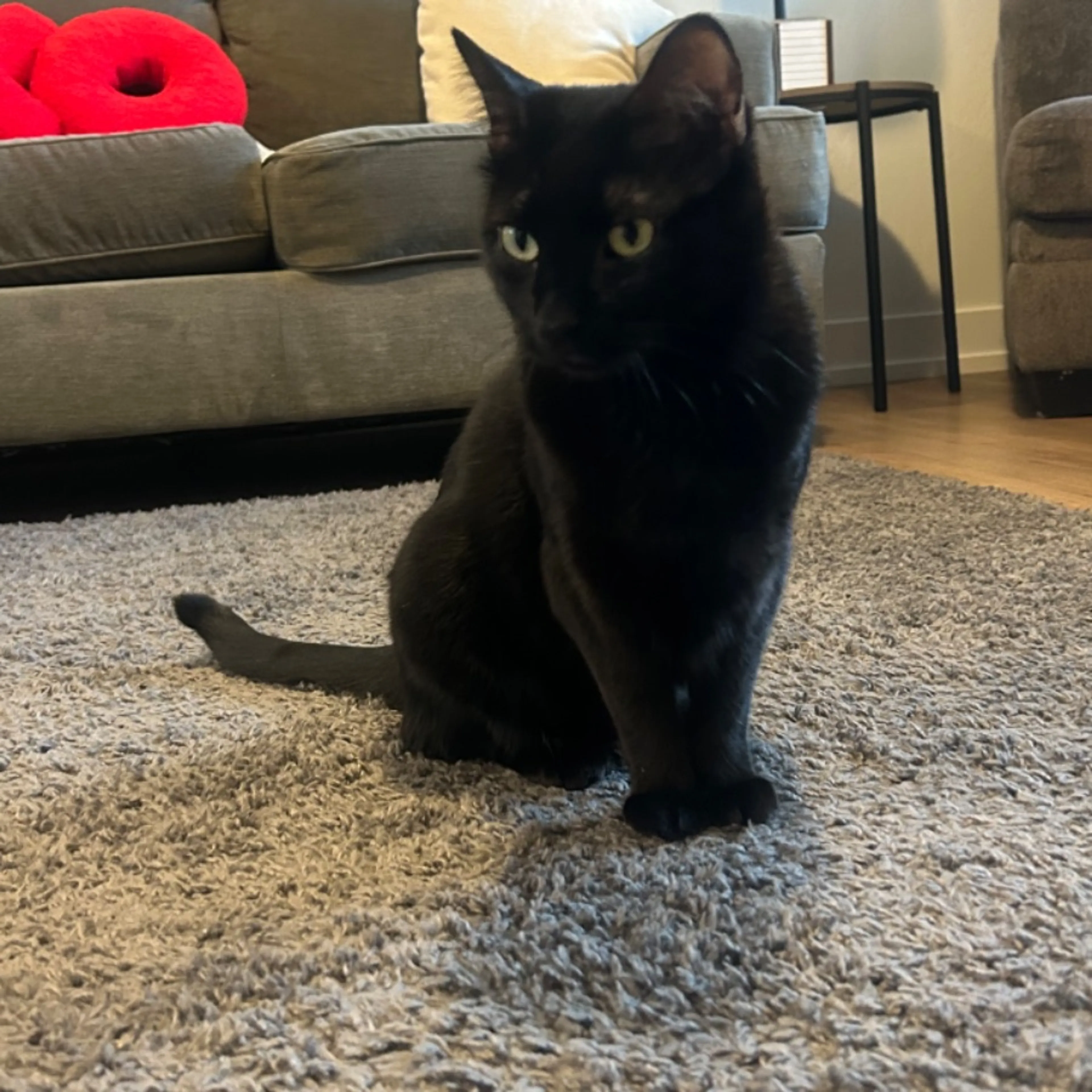 Lost pet-0