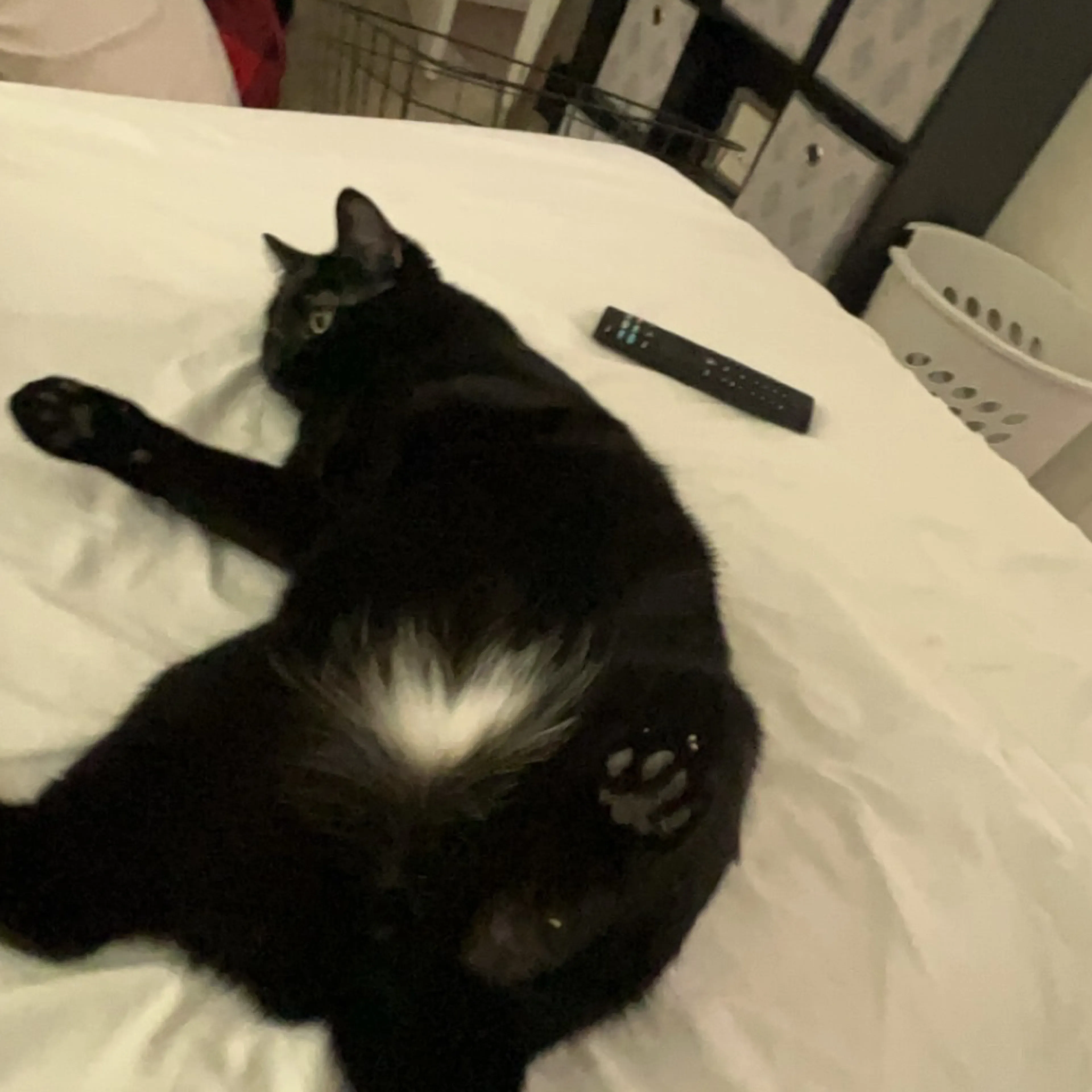 Lost pet-3