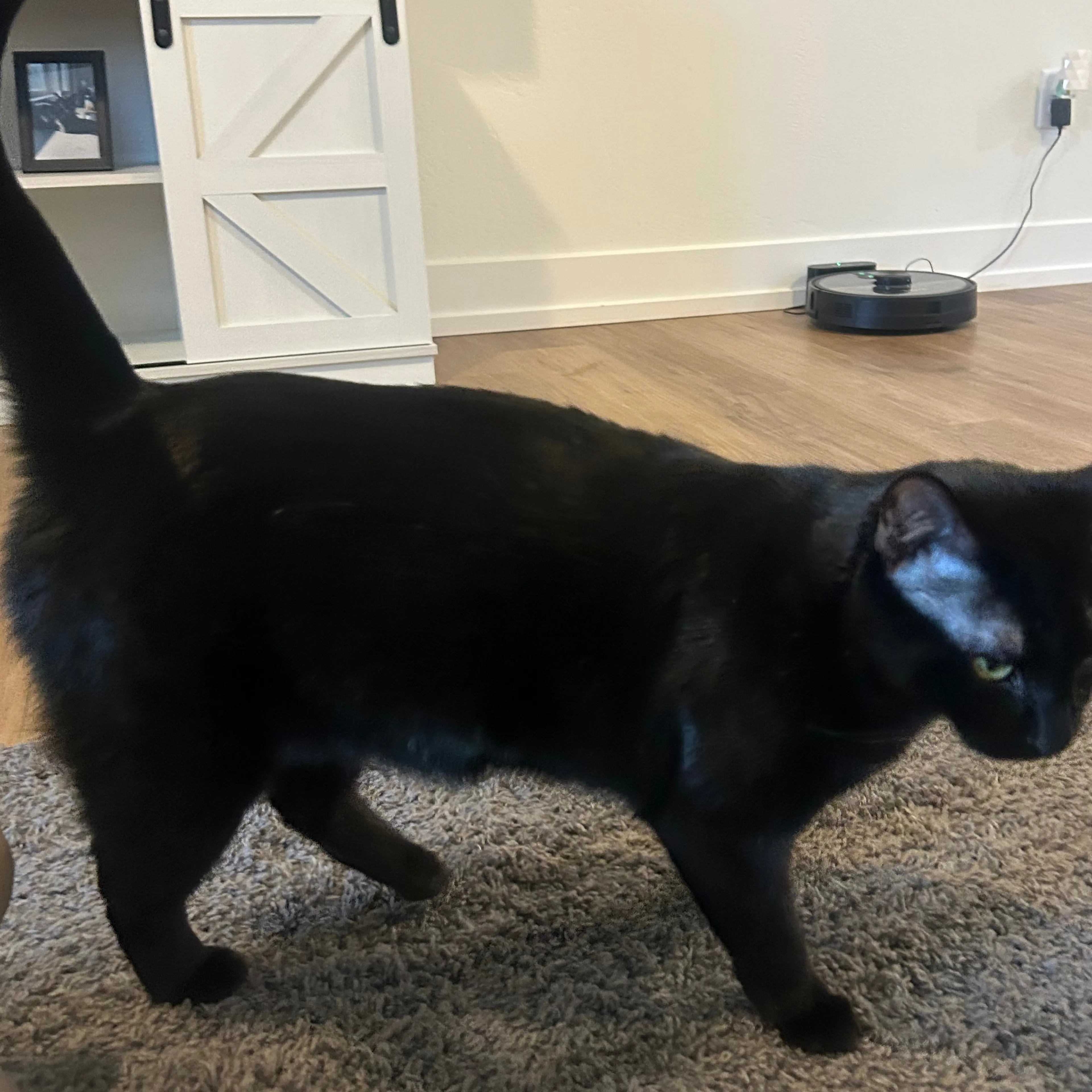 Lost pet-1