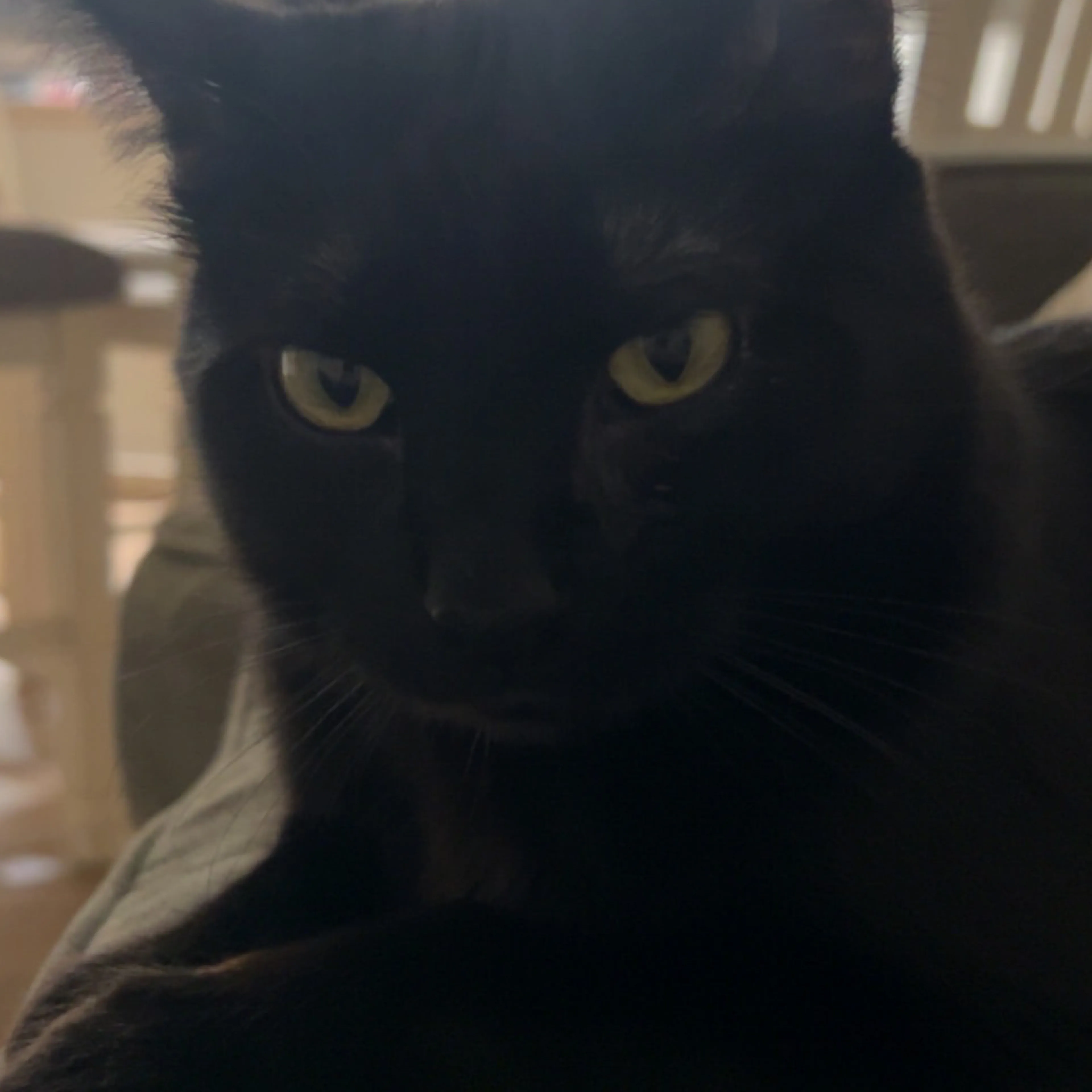 Lost pet-2