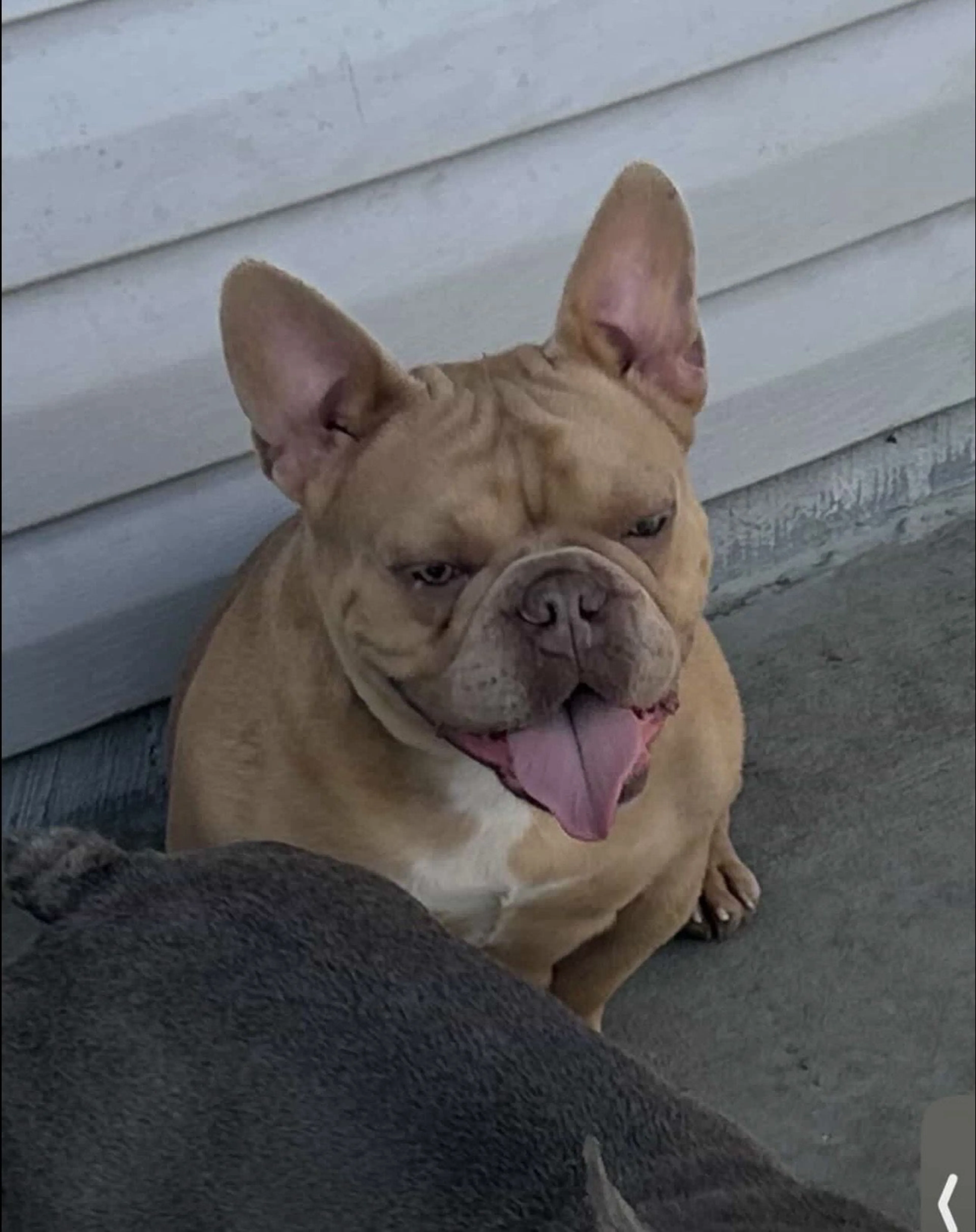 Lost pet-1