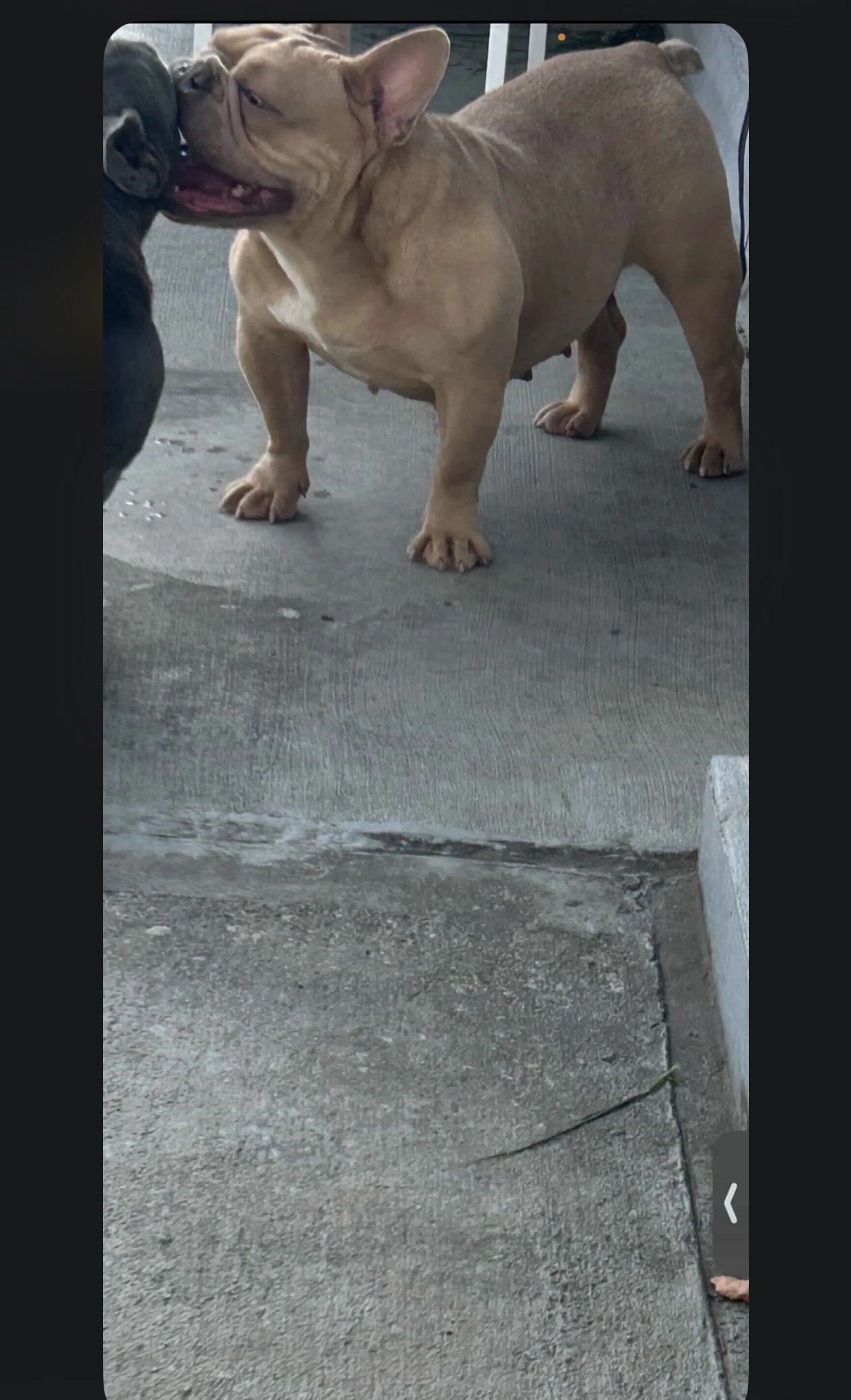 Lost pet-0
