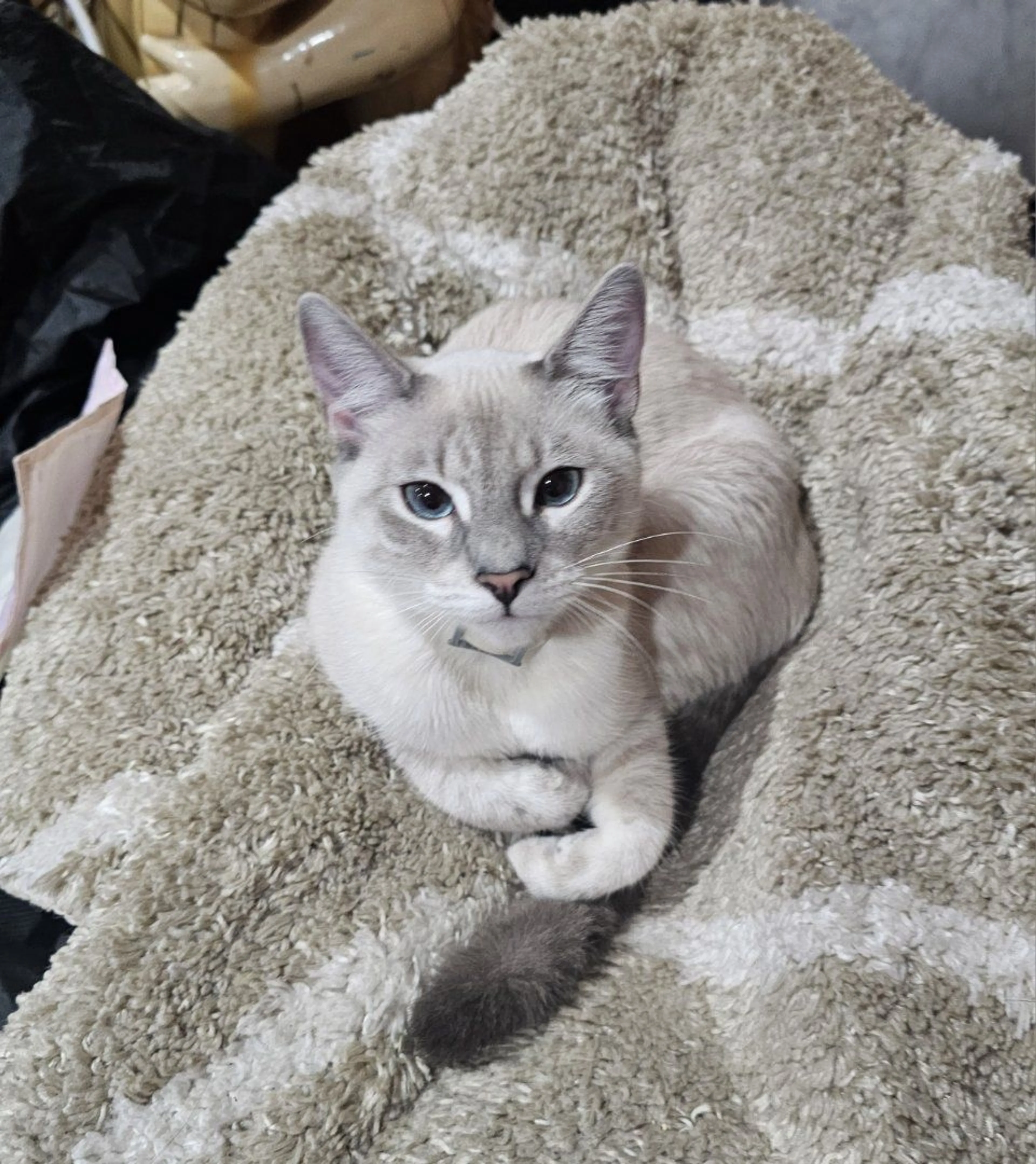 Lost pet
