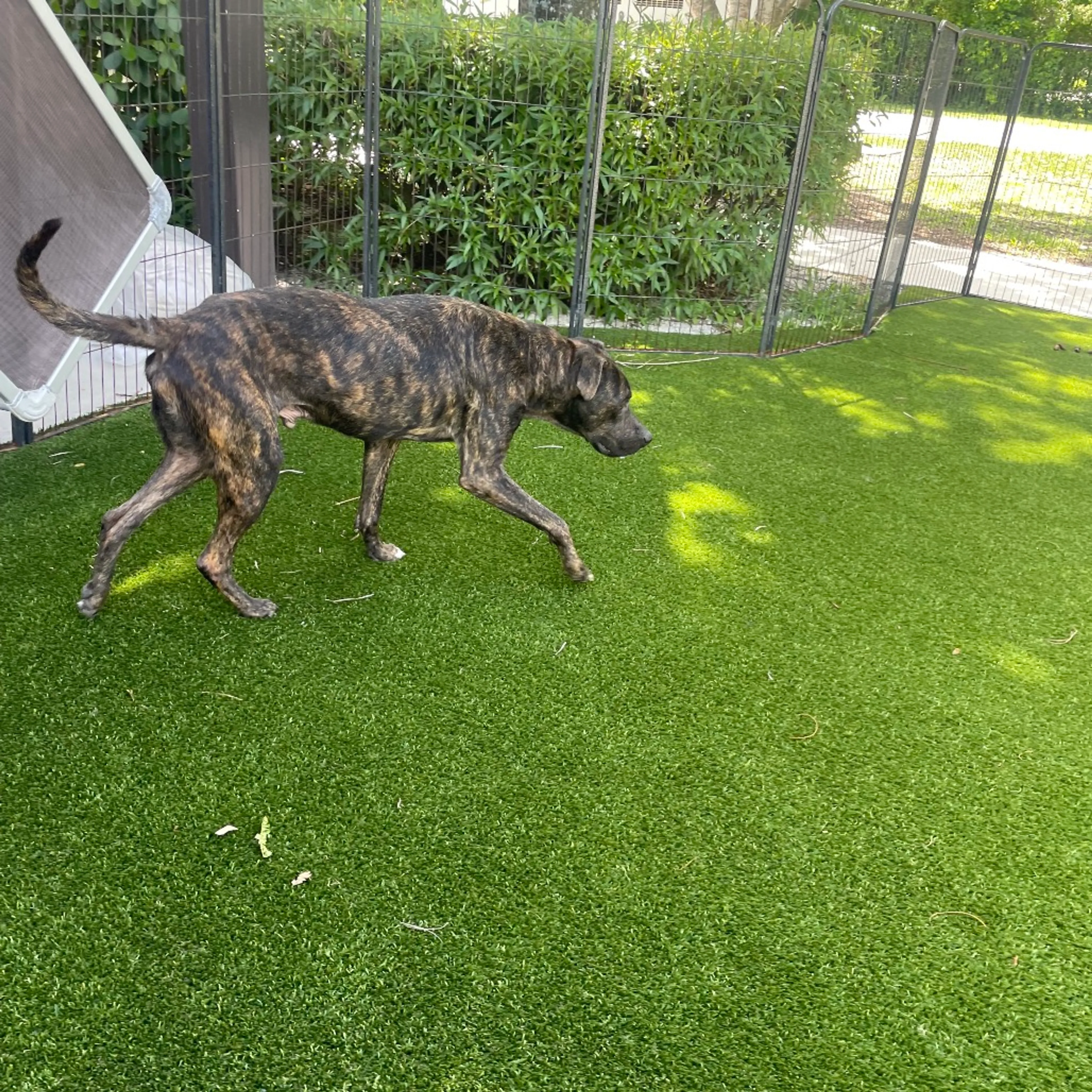 Found pet-3