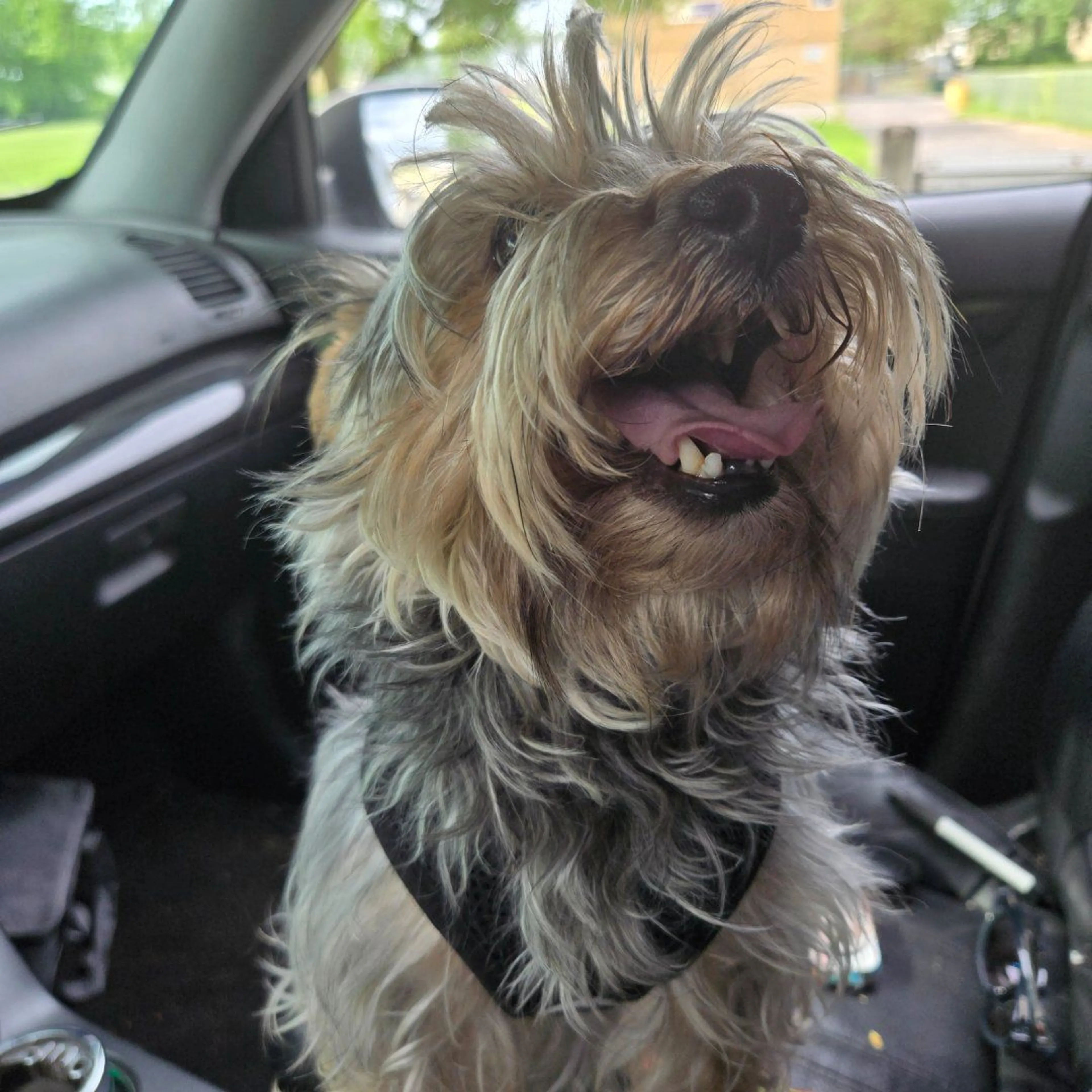 Lost pet-2
