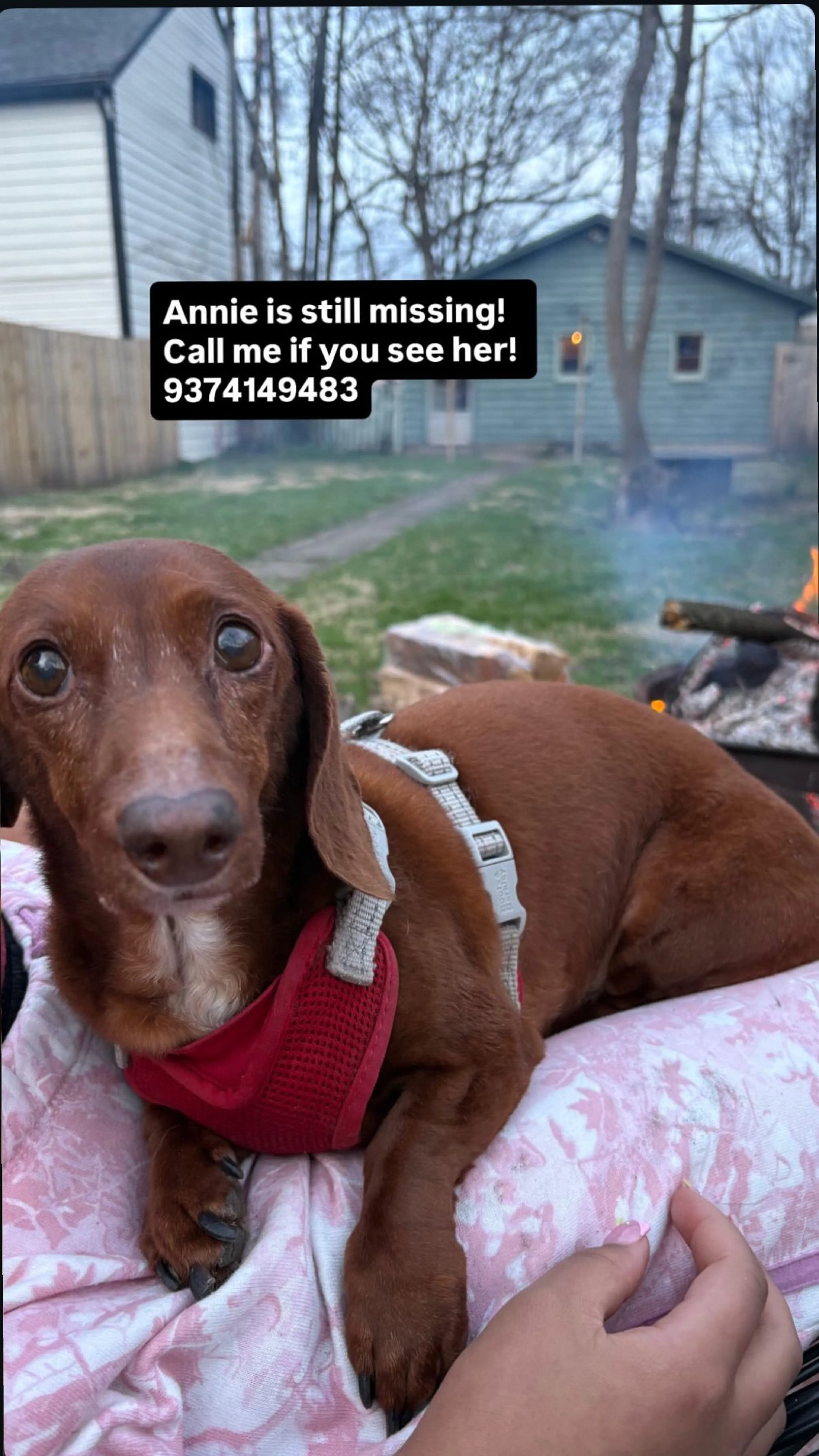 Lost pet