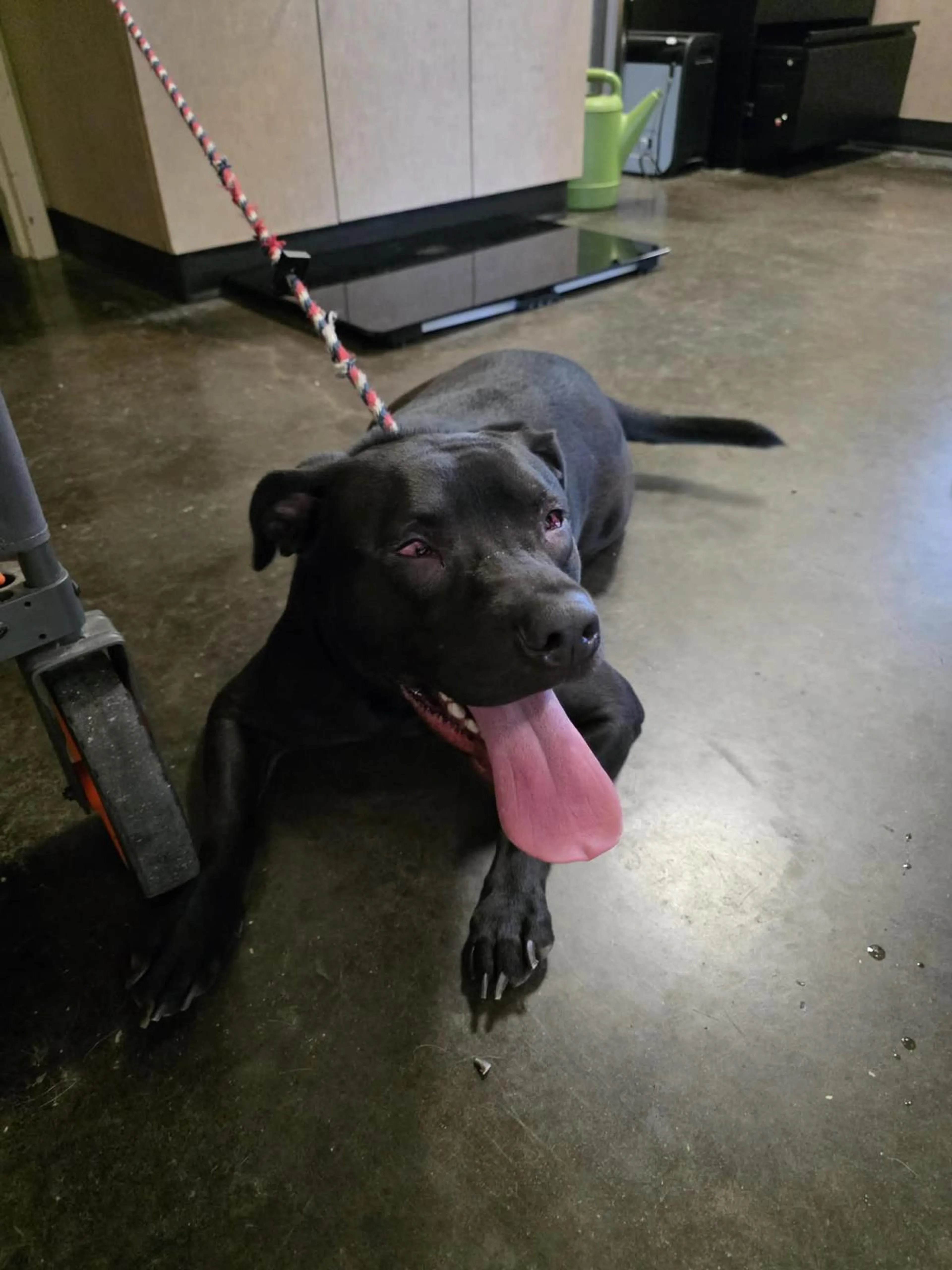 Found pet-1