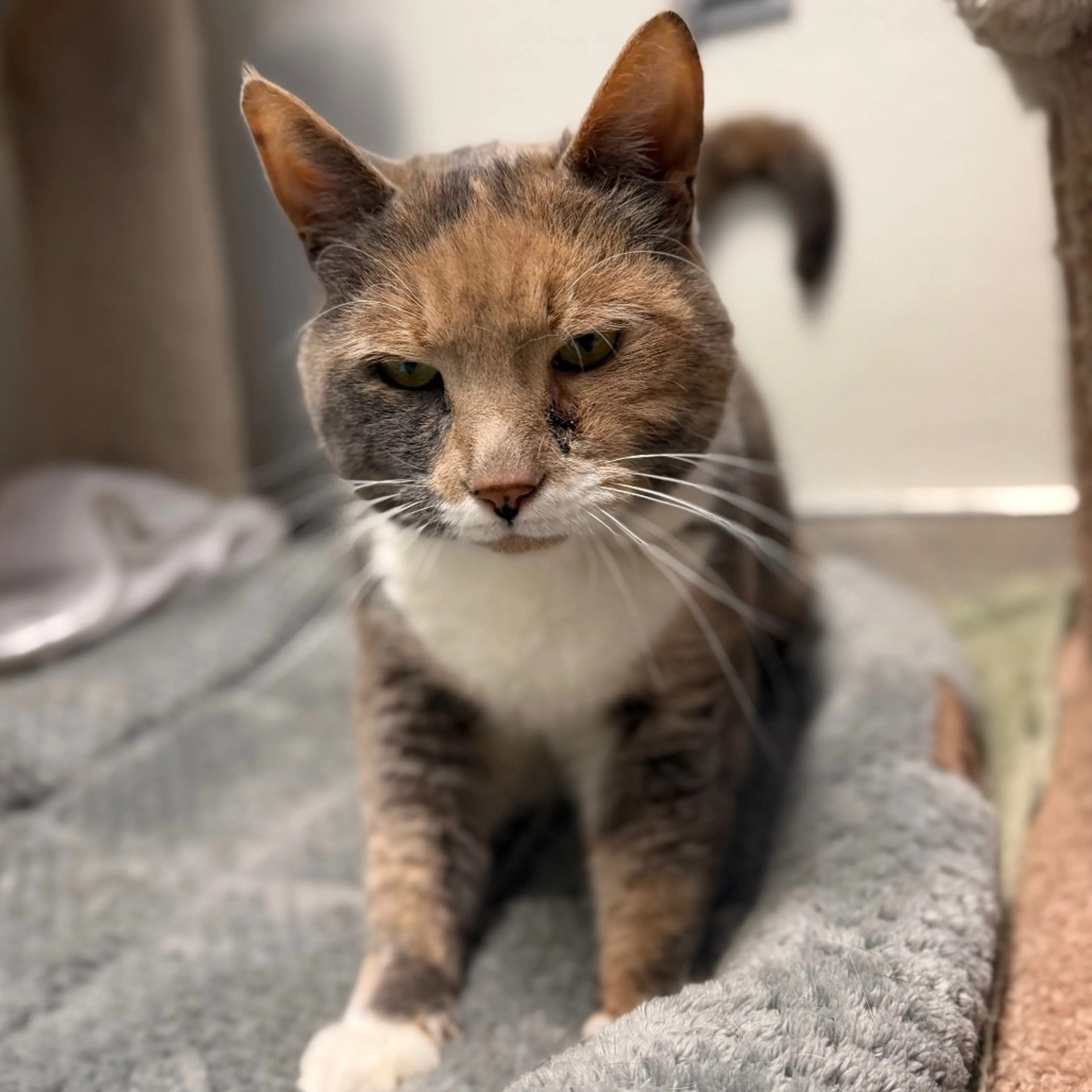 Found pet-1