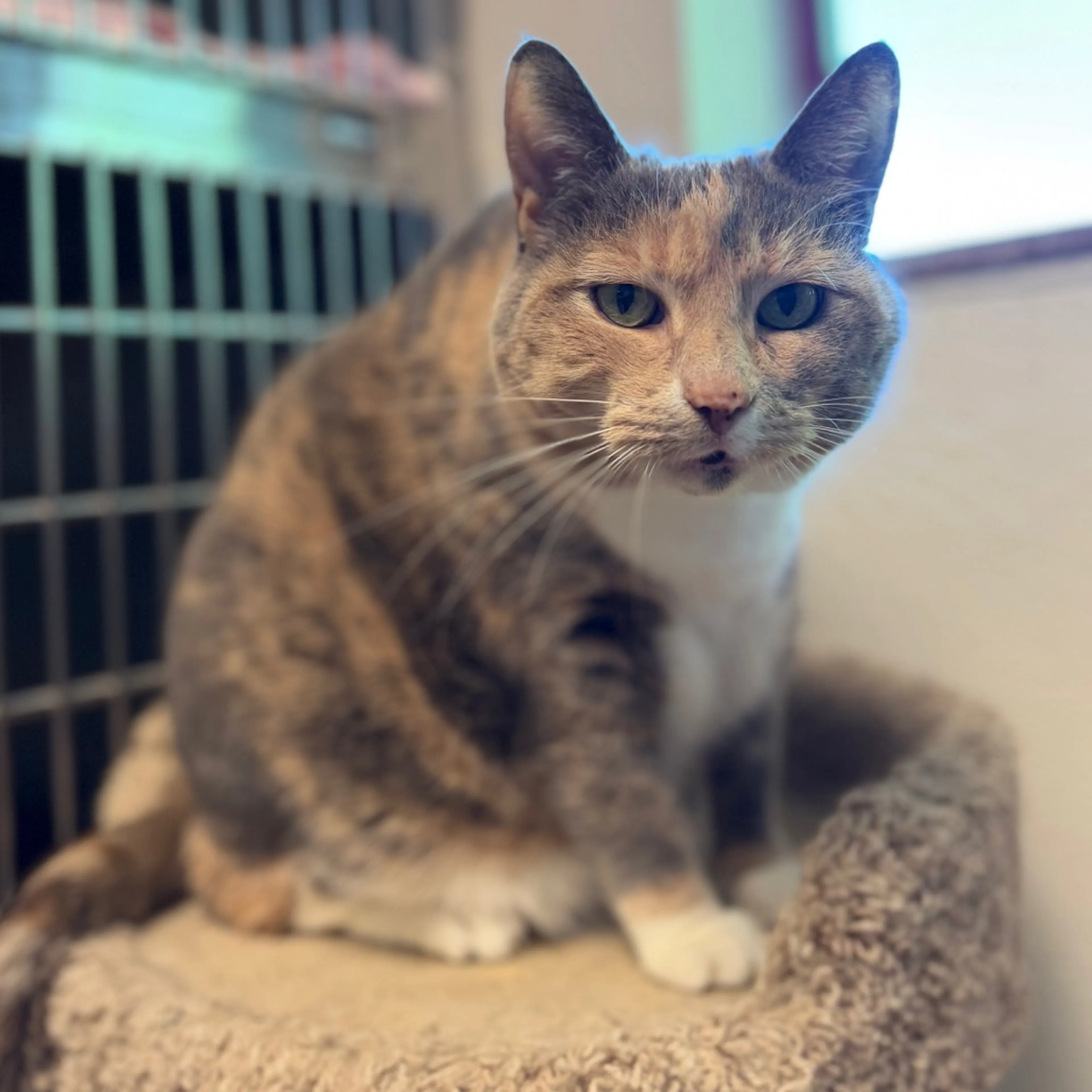Found pet-1
