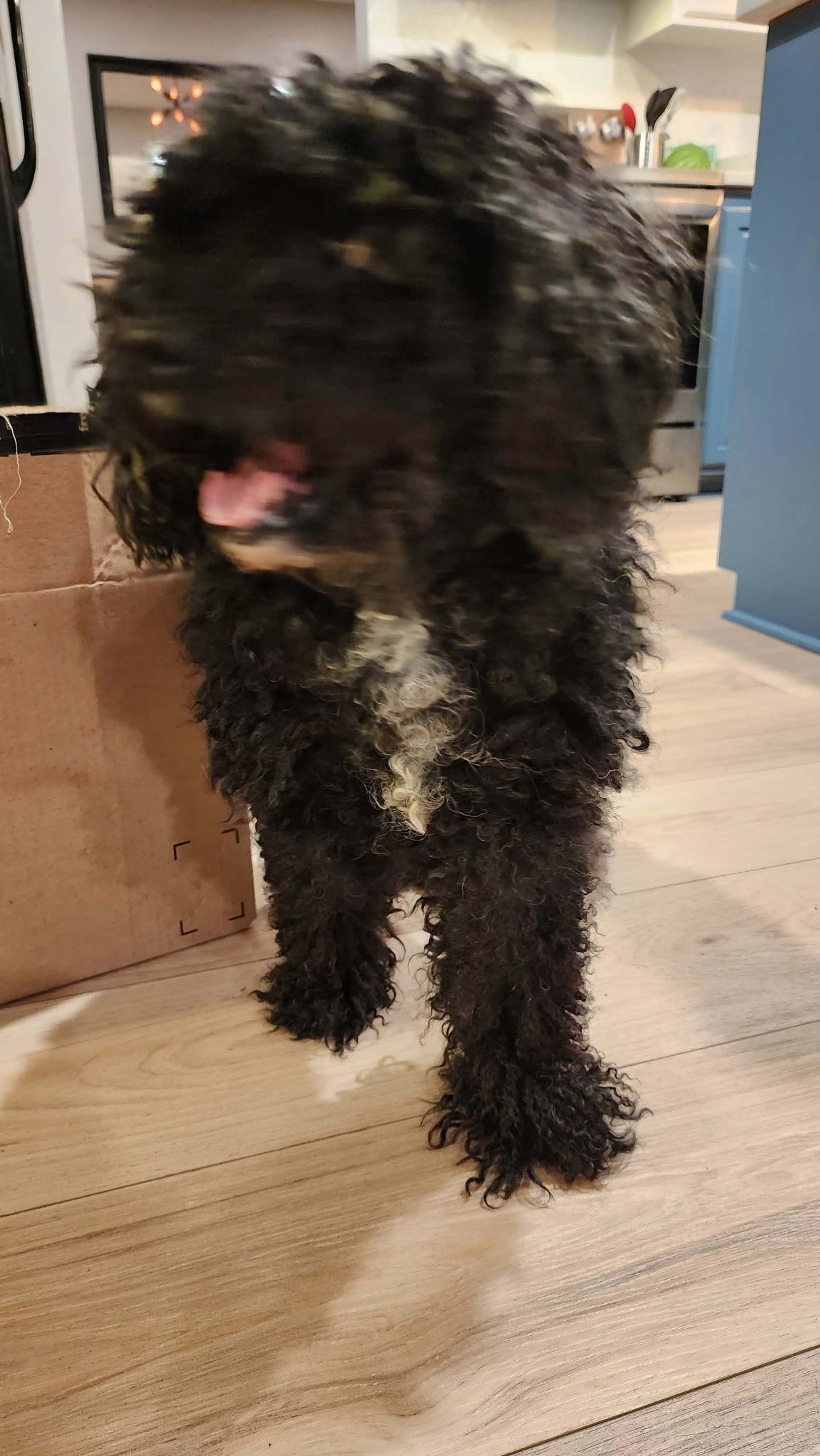 Lost pet