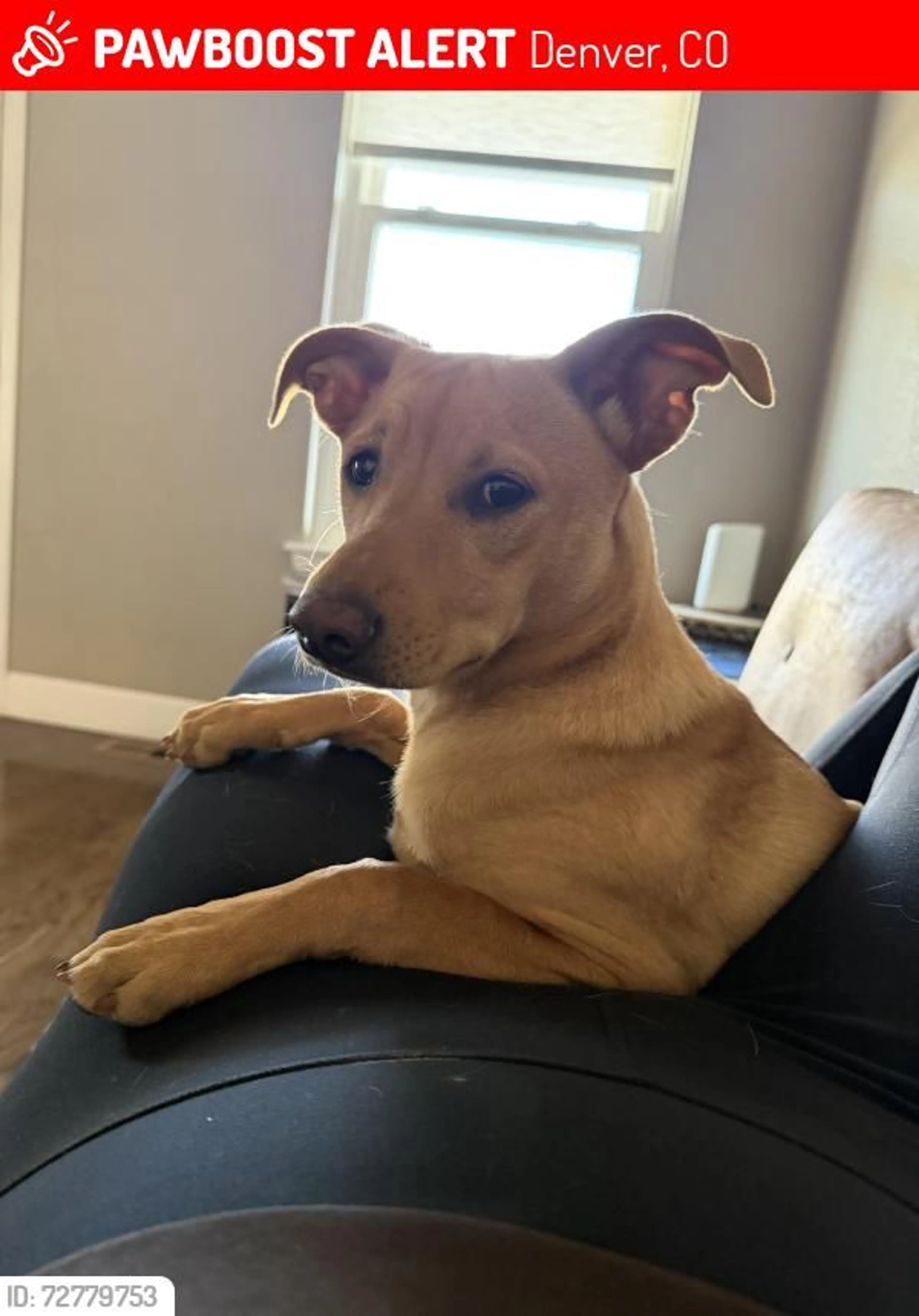 Lost pet
