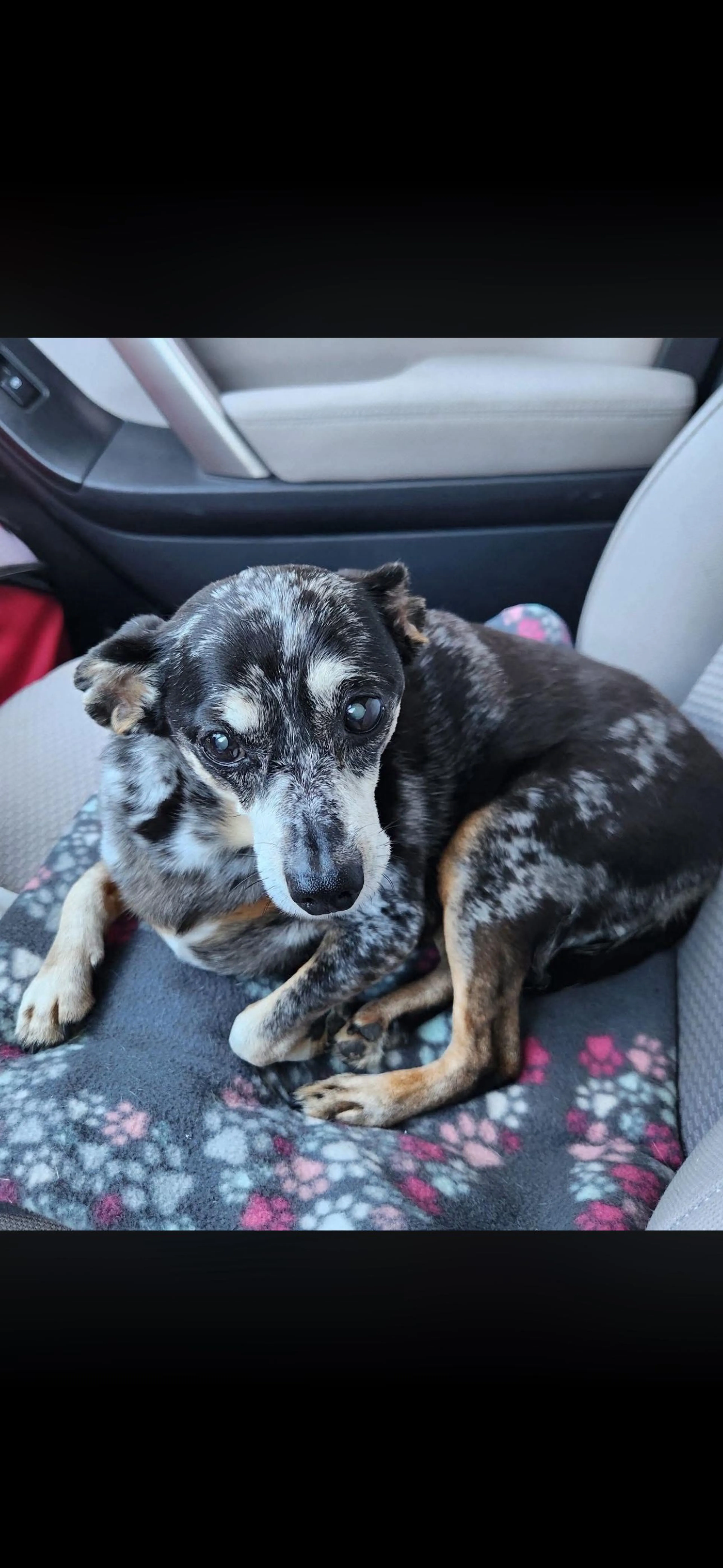 Lost pet