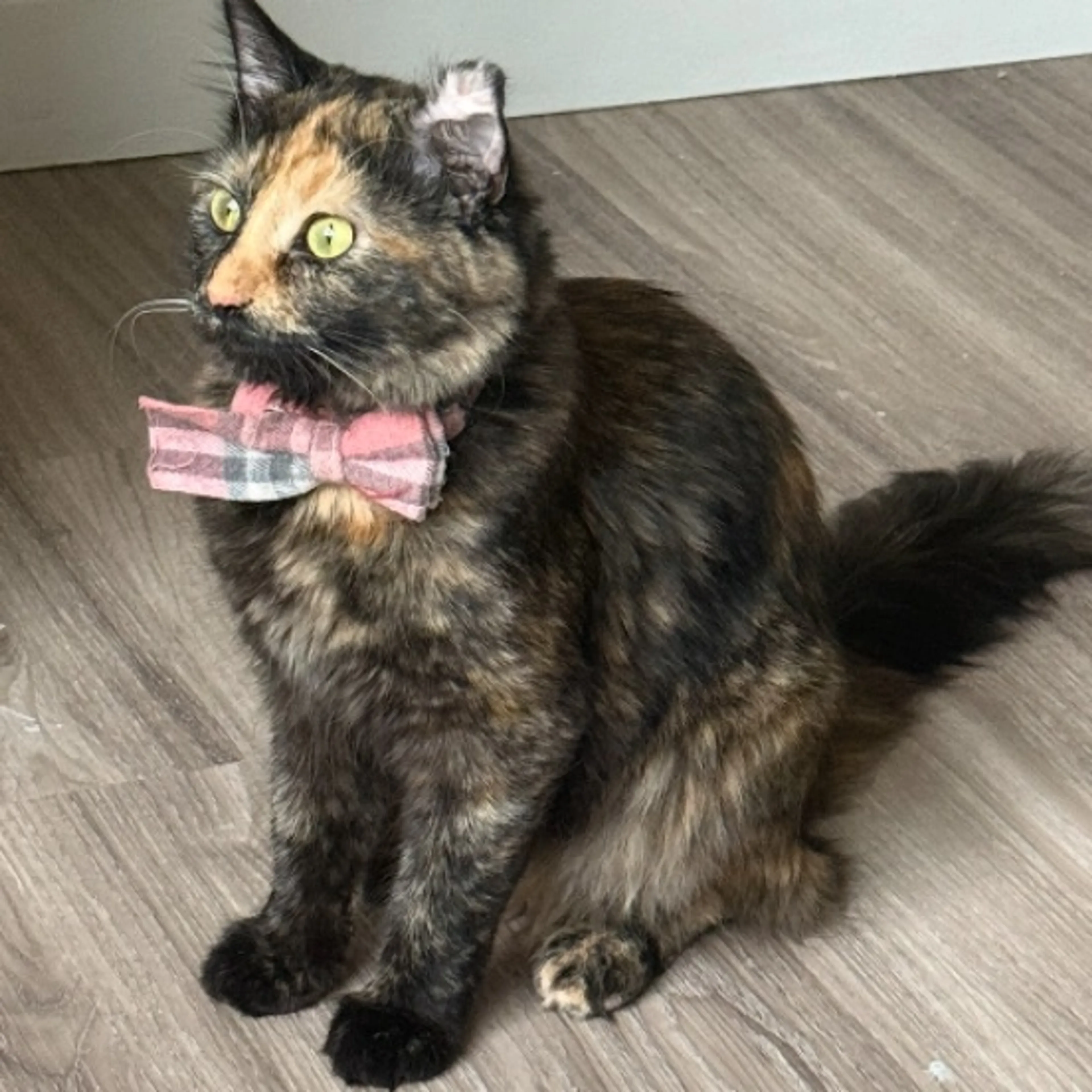 Lost pet
