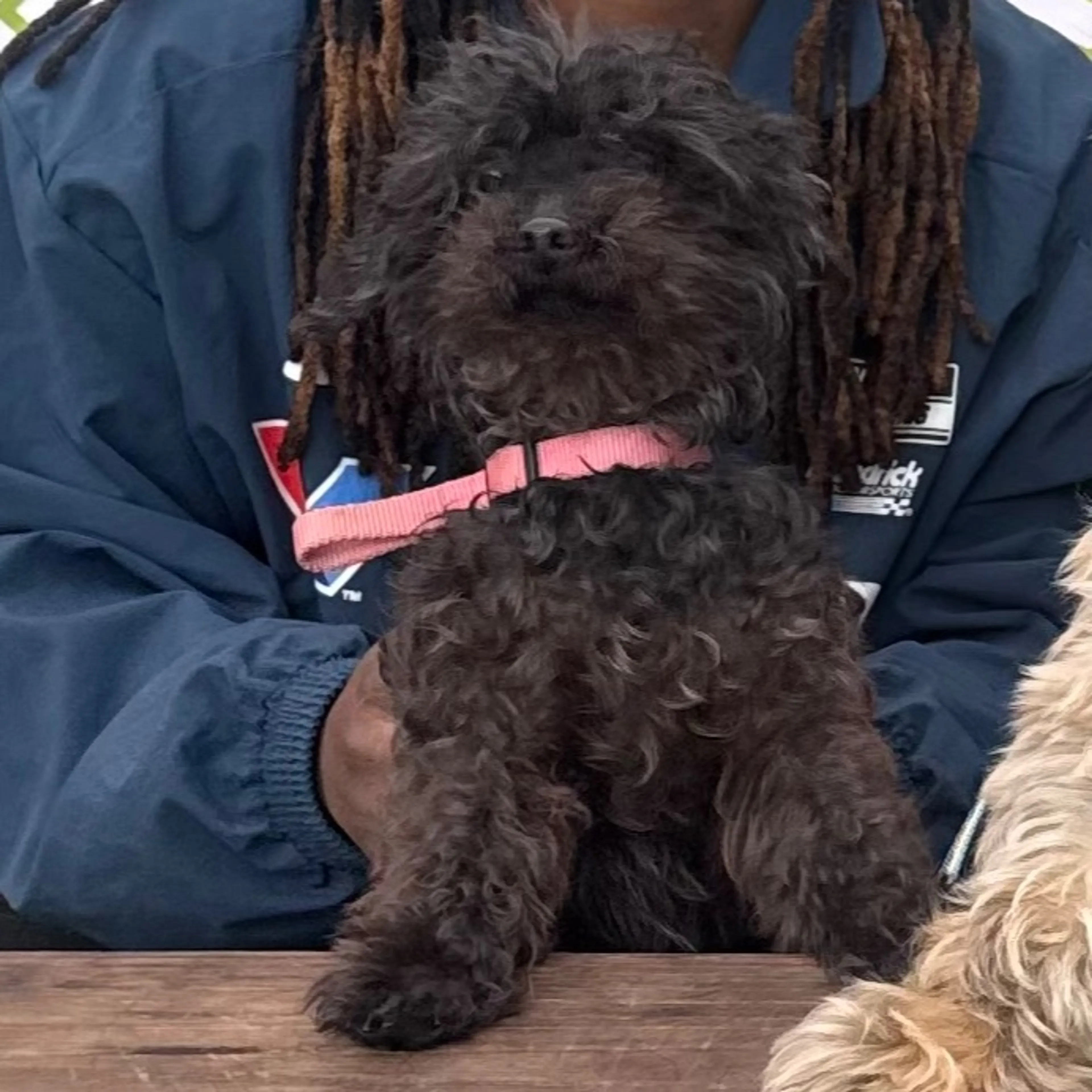 Lost pet