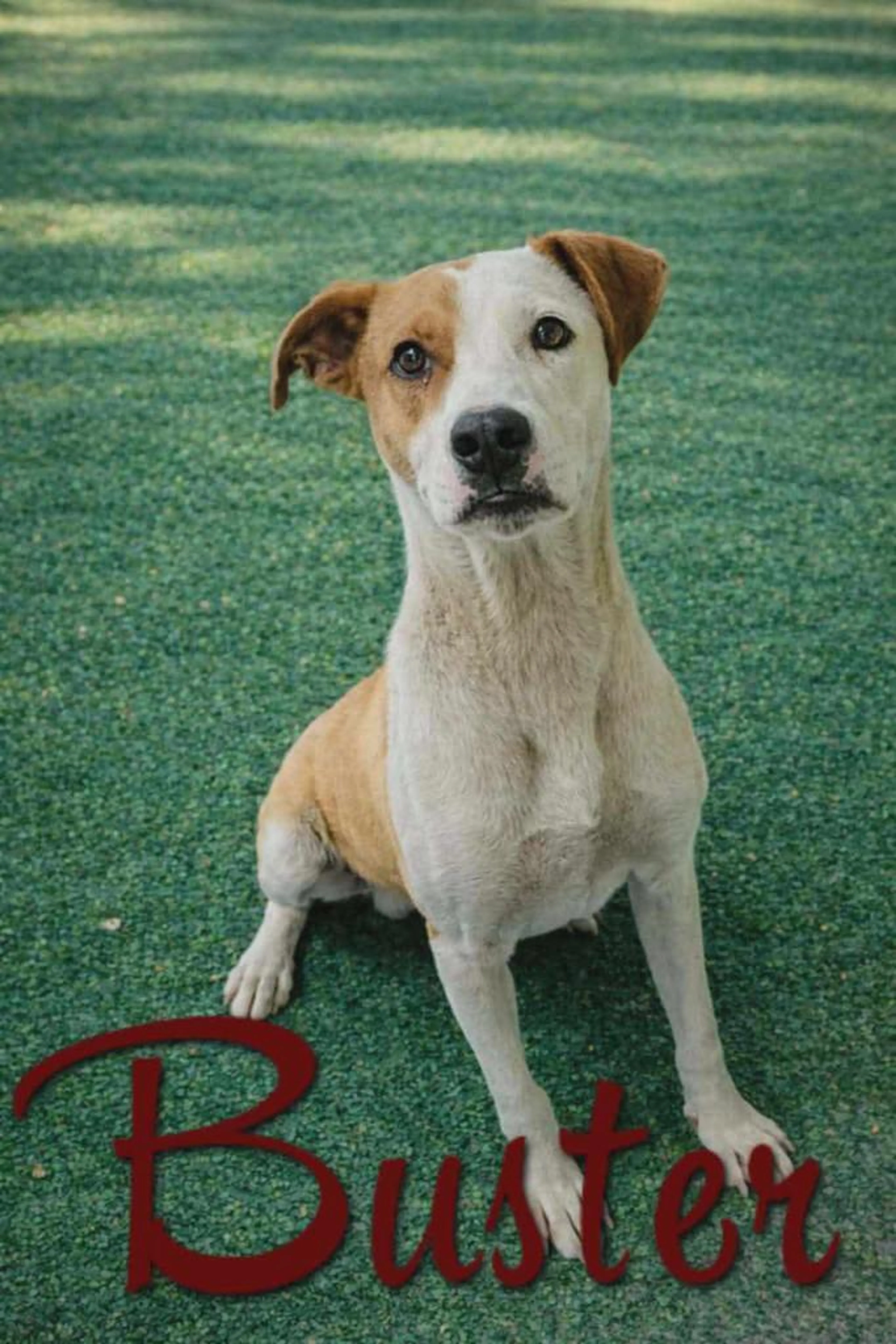 Found pet-1