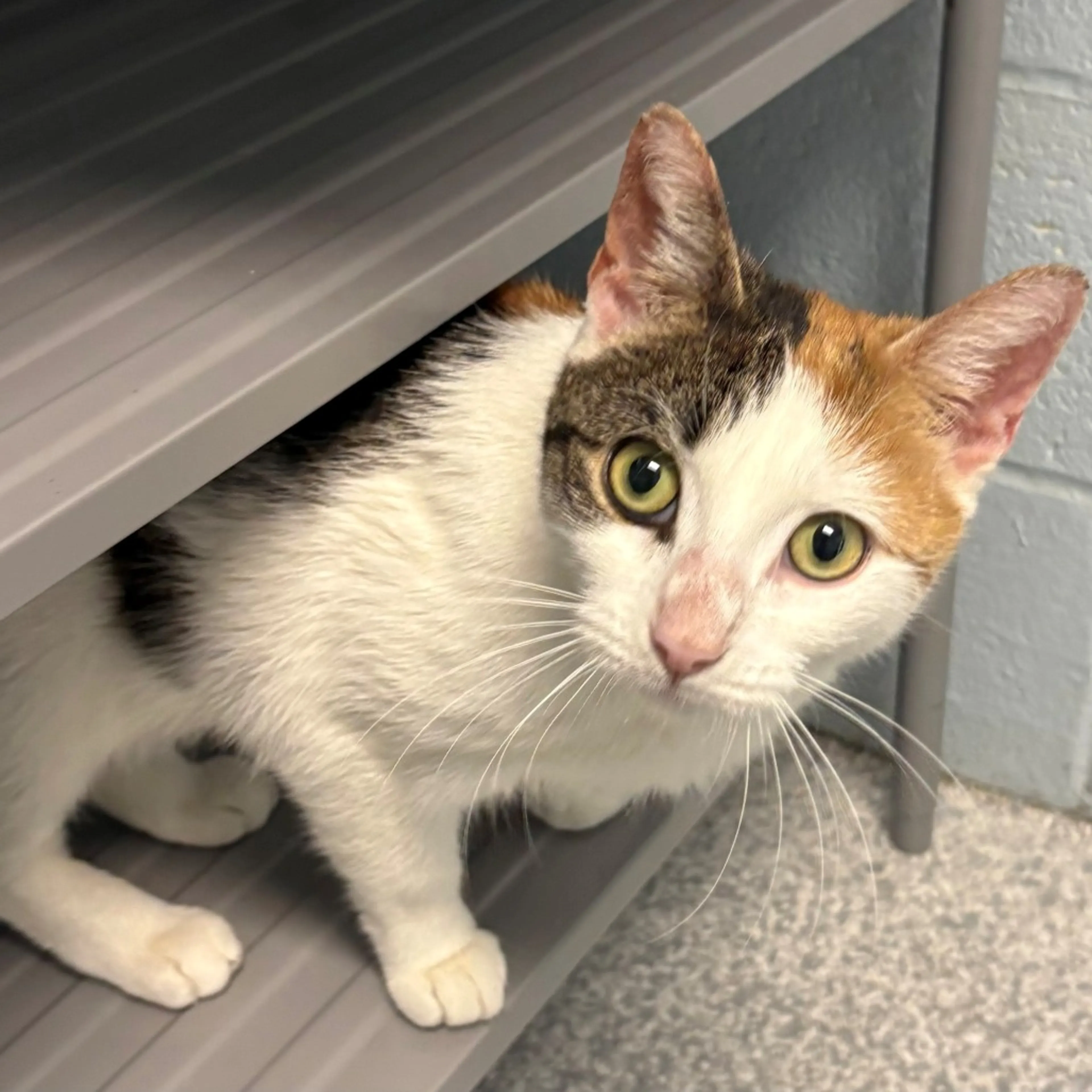 Found pet-5