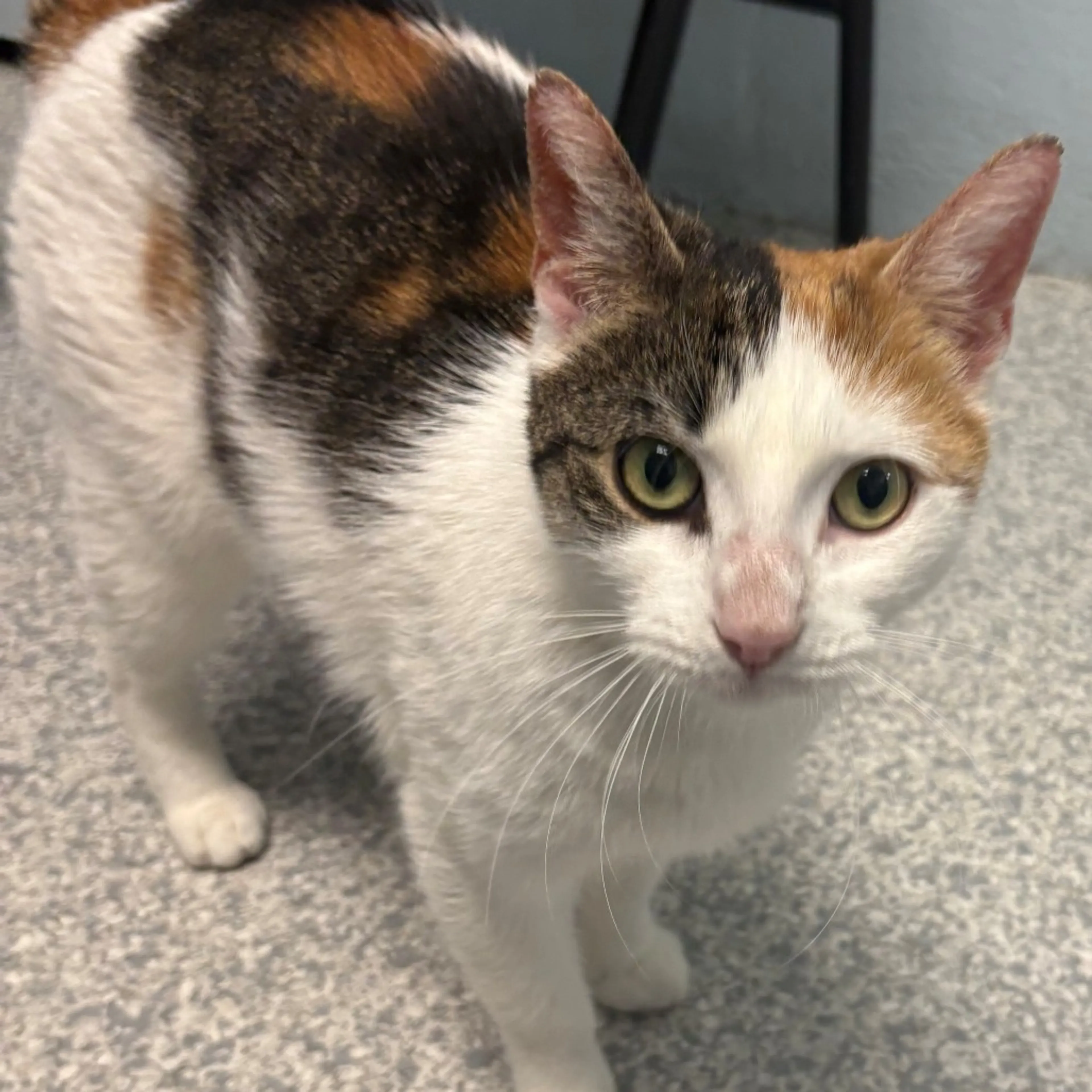 Found pet-4