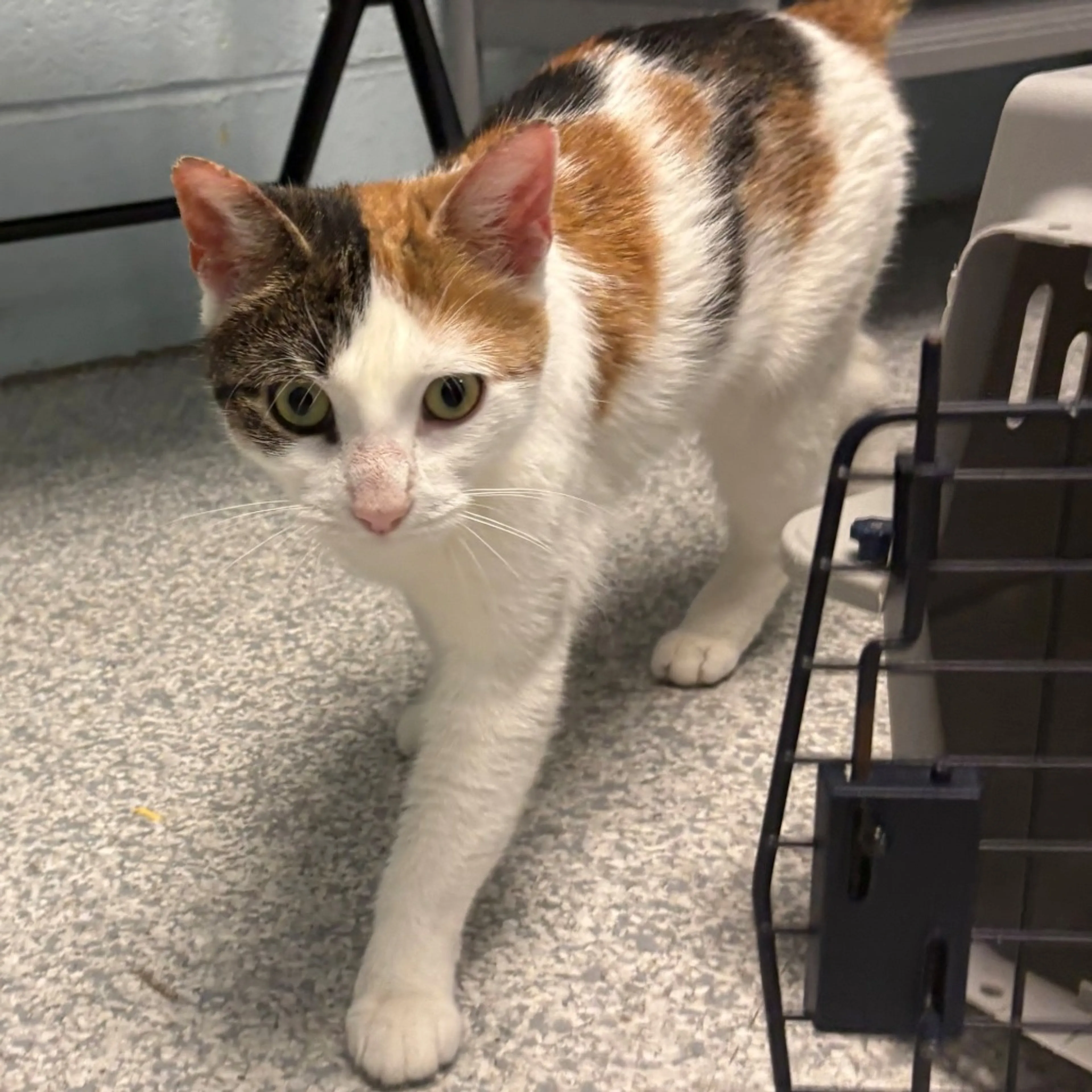 Found pet-3