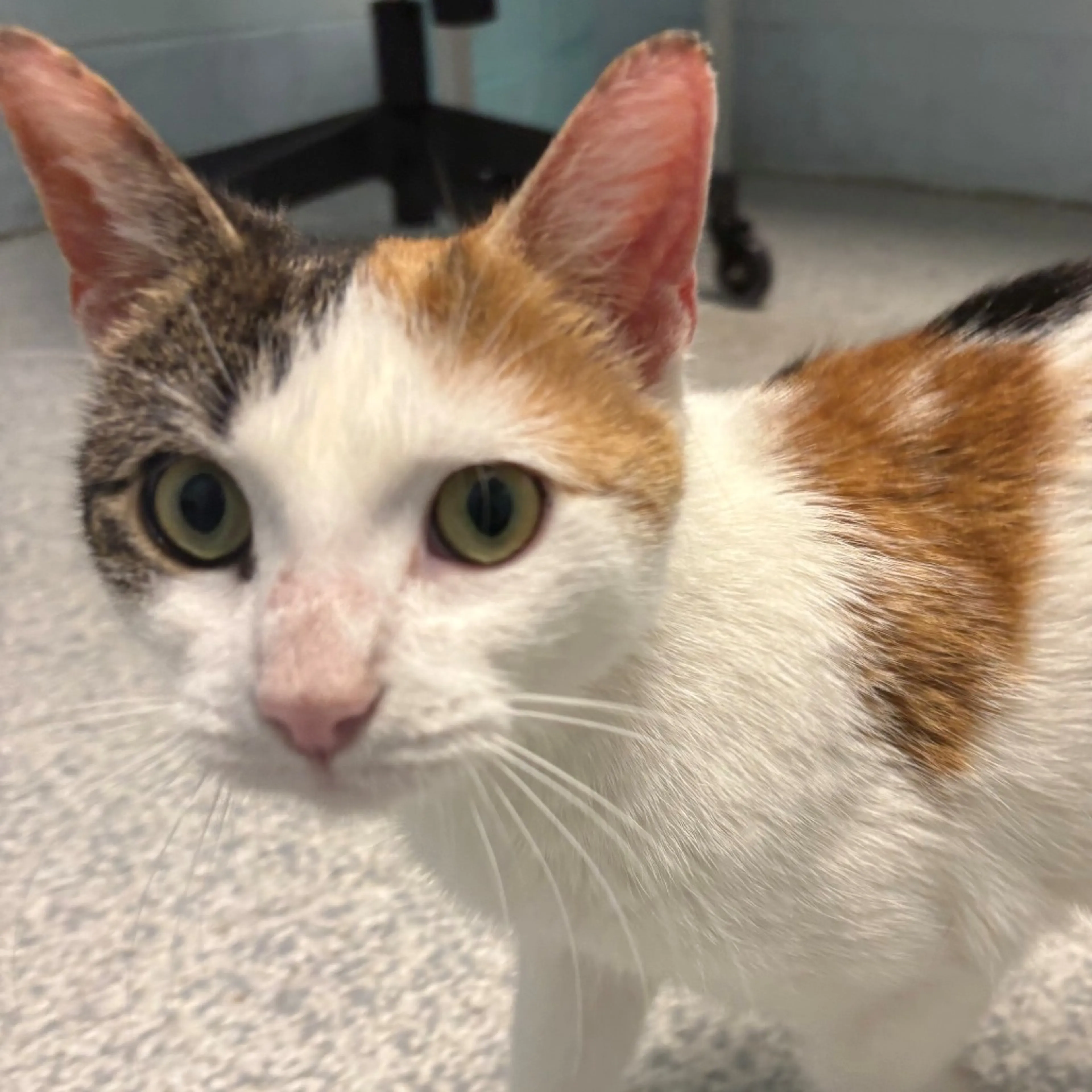 Found pet-2