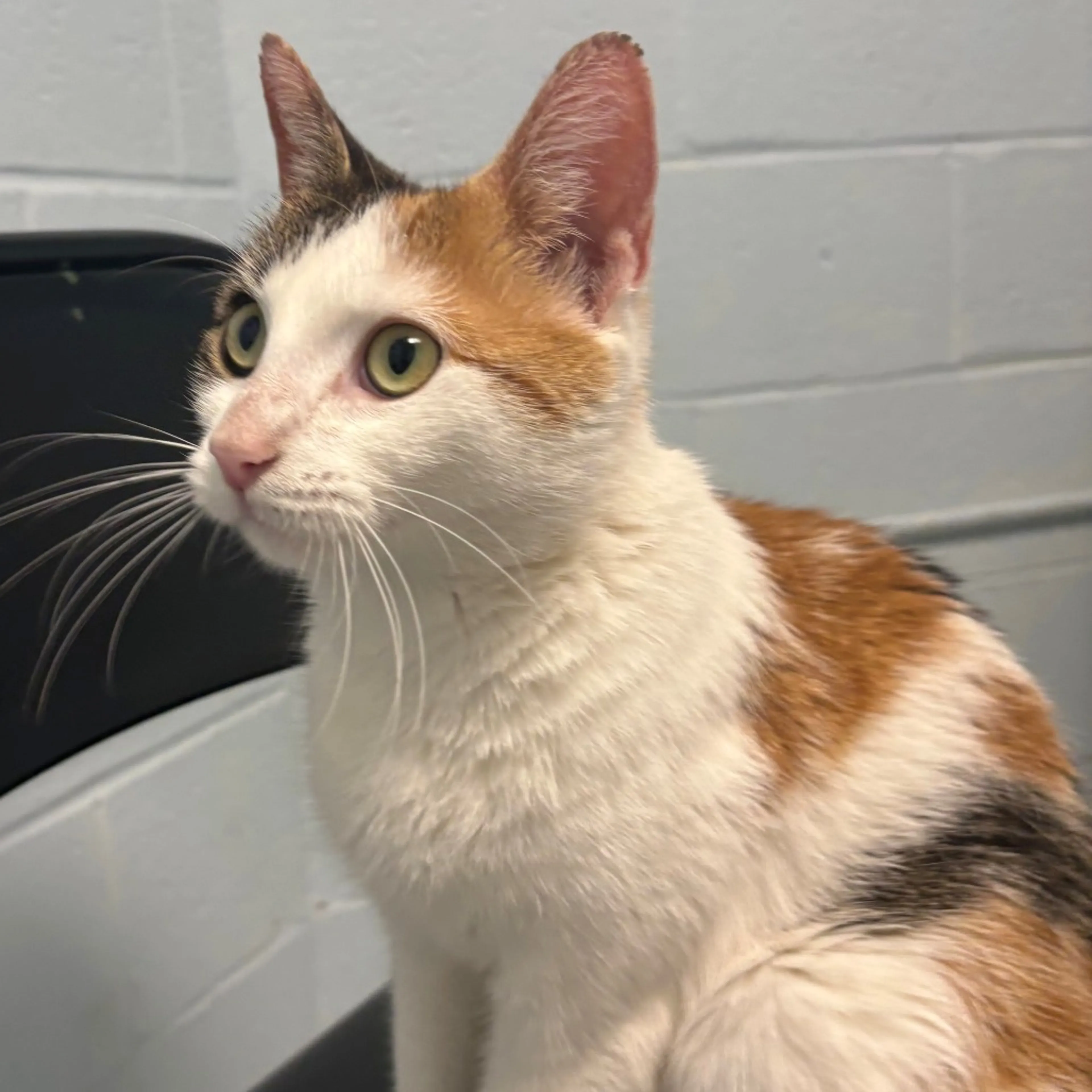 Found pet-1