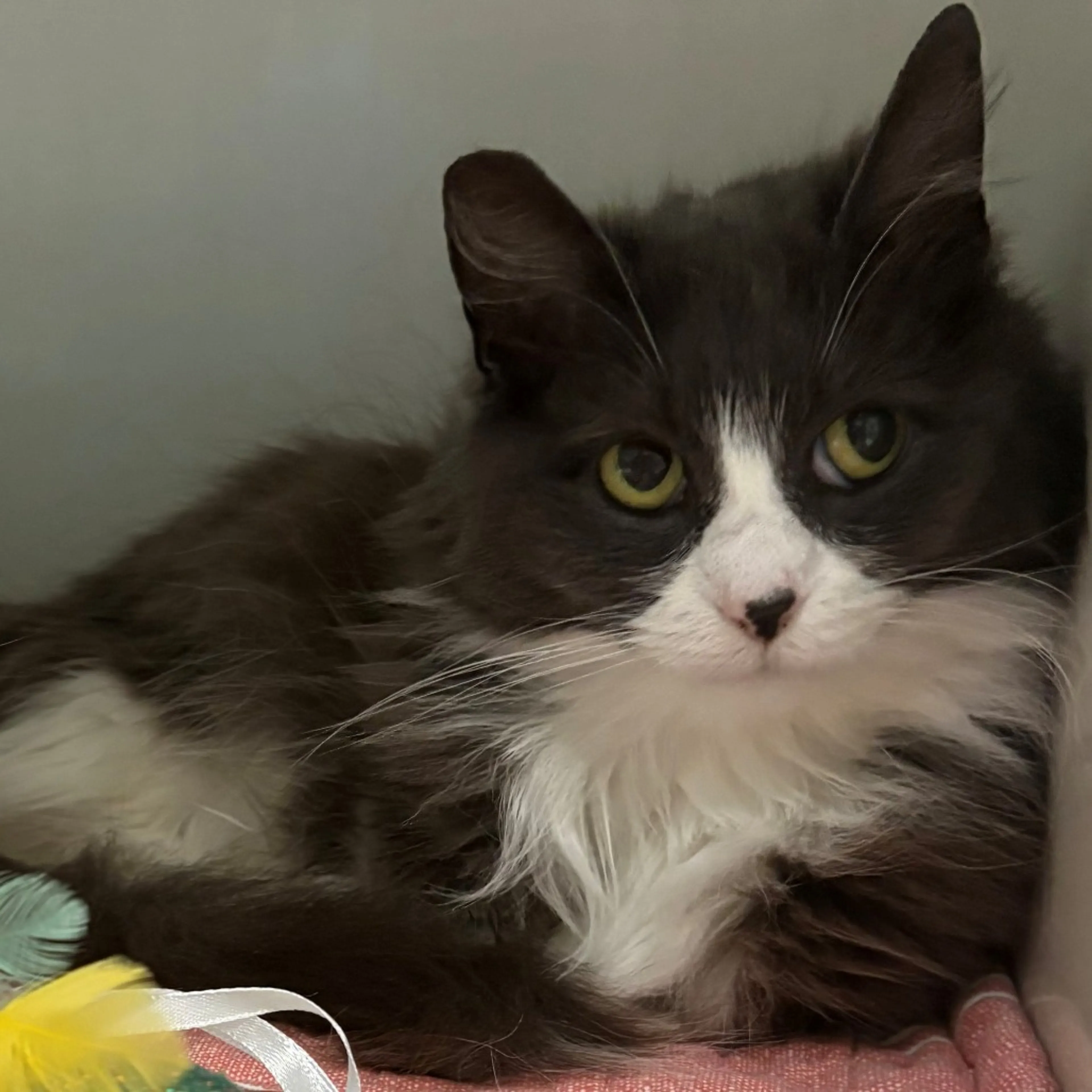 Found pet-1